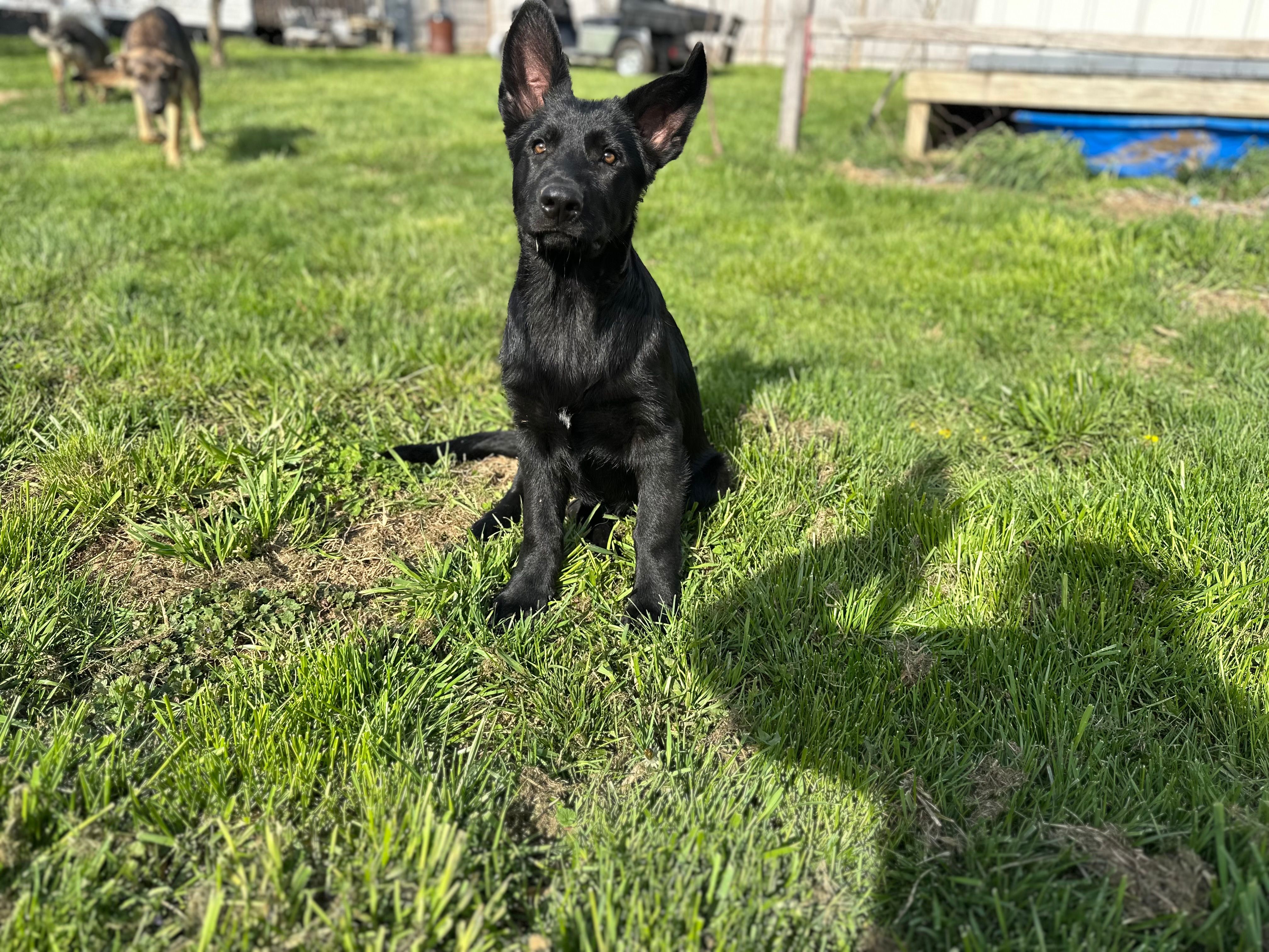VIOLET – German Shepherd Dog puppy for sale in Lexington, KY
