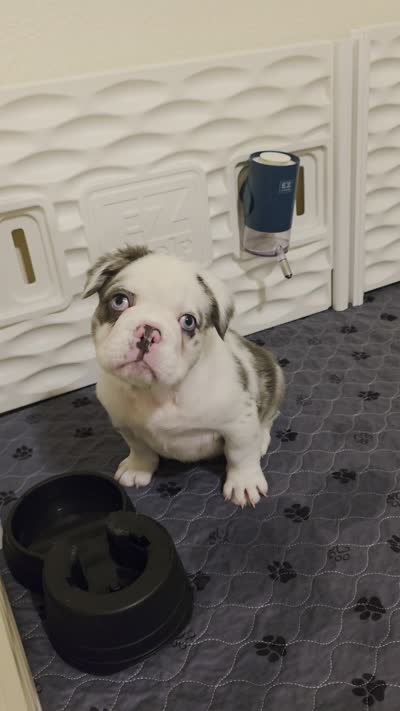 Onyx, a male French Bulldog for sale in Chandler, AZ – 2 of 7