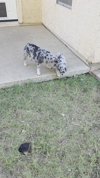 Jade, a female French Bulldog for sale in Chandler, AZ – 2 of 9