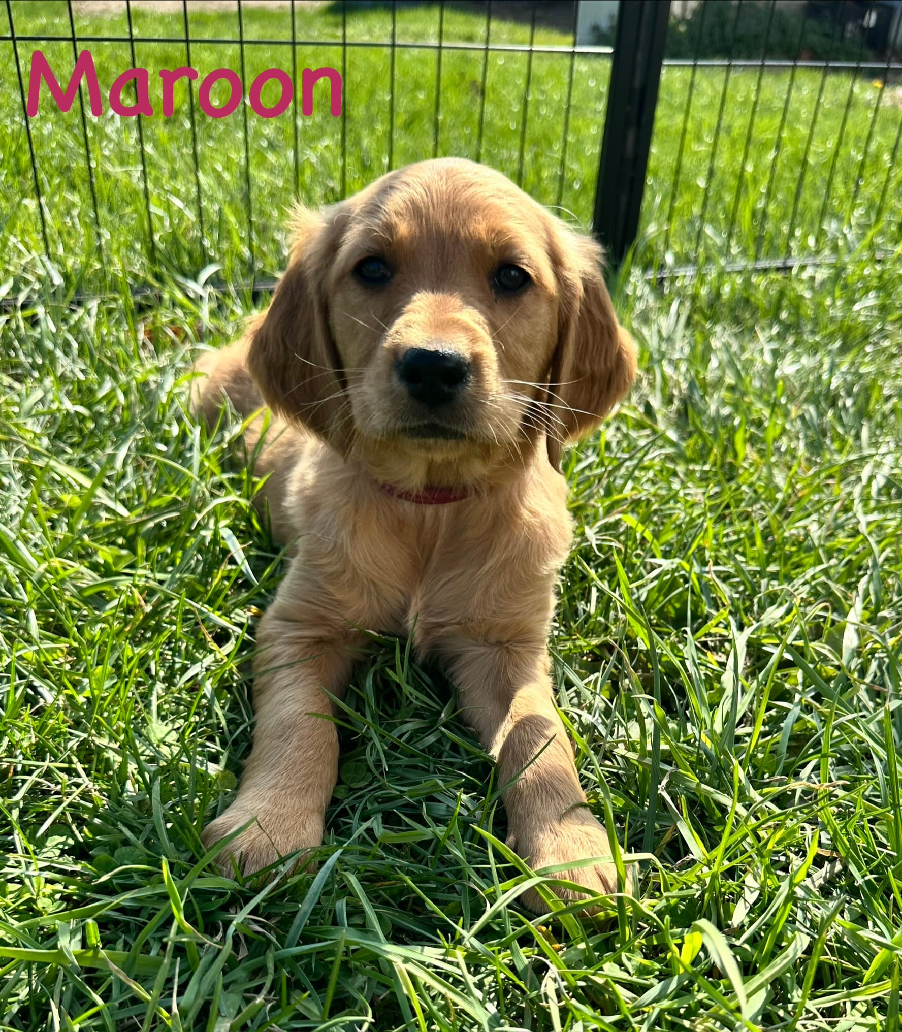 Maroon – Golden Retriever puppy for sale in Edinburg, VA