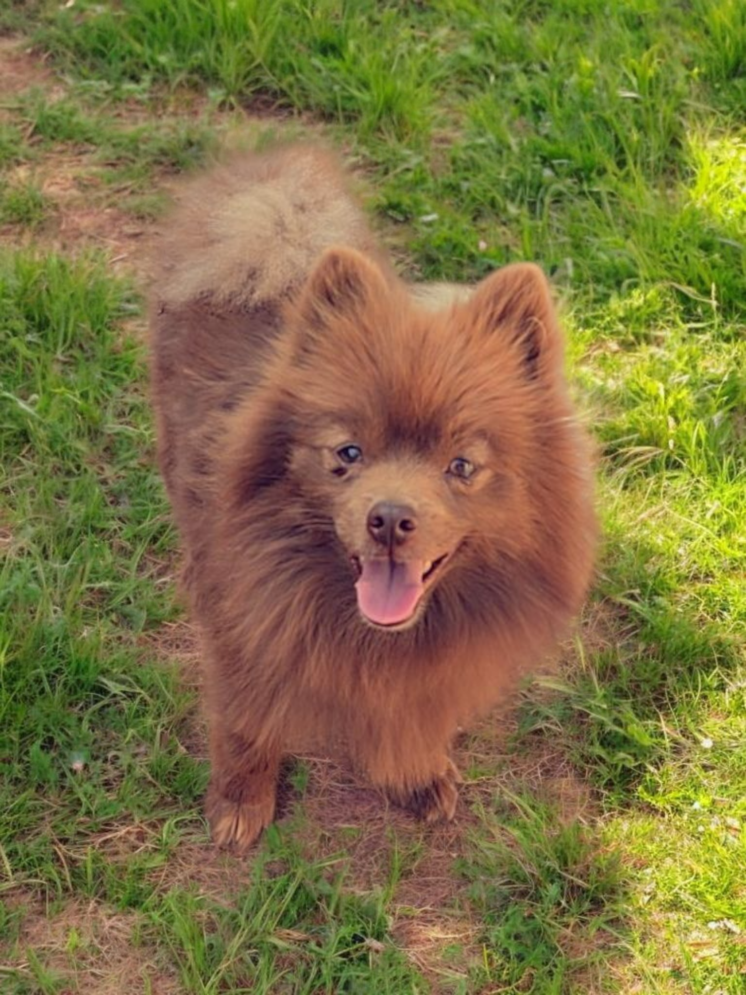 Grizz  – Pomeranian puppy for sale in Albany, OR