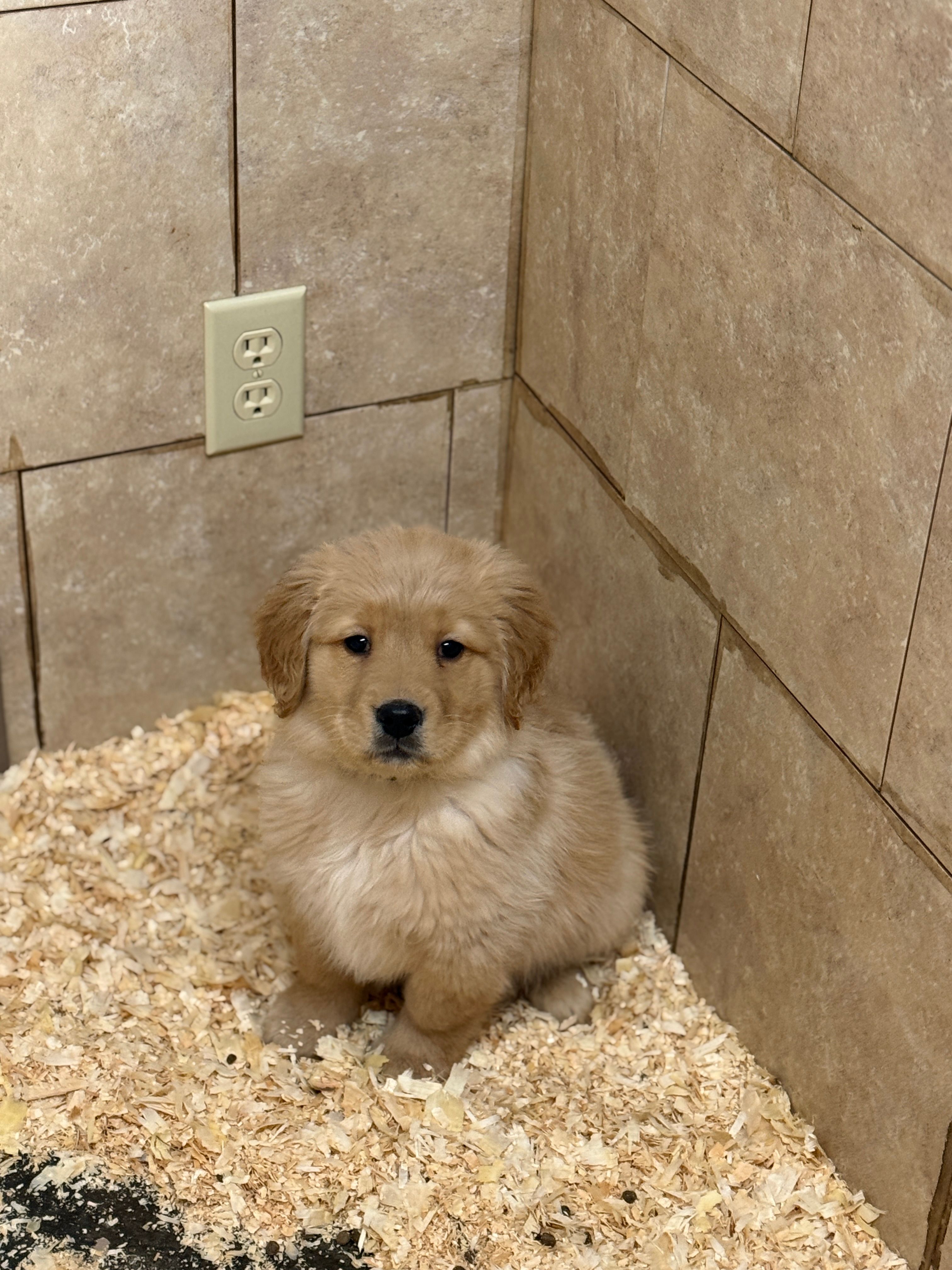 Hunter – Golden Retriever puppy for sale in Rushville, NY