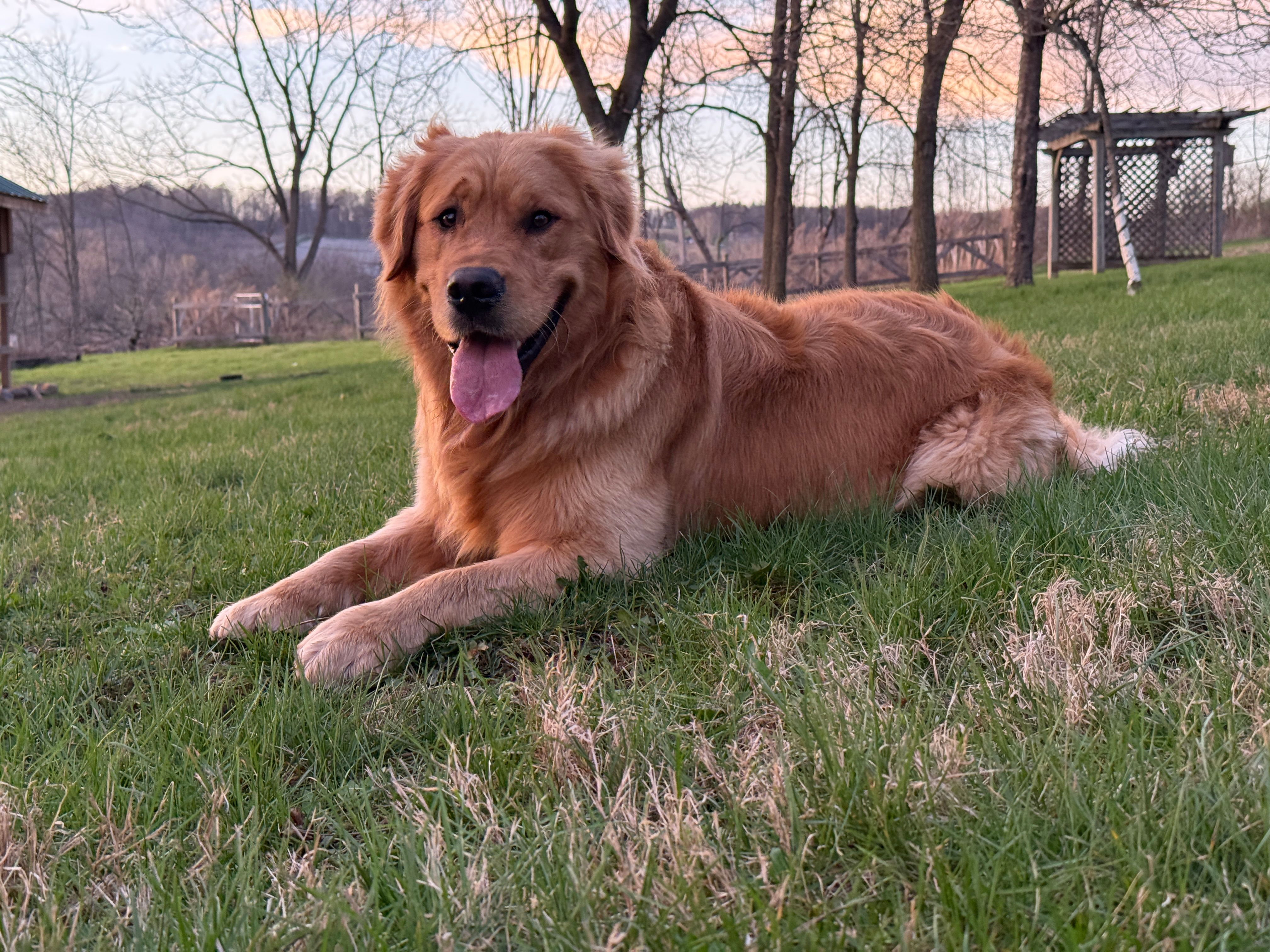 Tundra – Golden Retriever puppy for sale in Rushville, NY