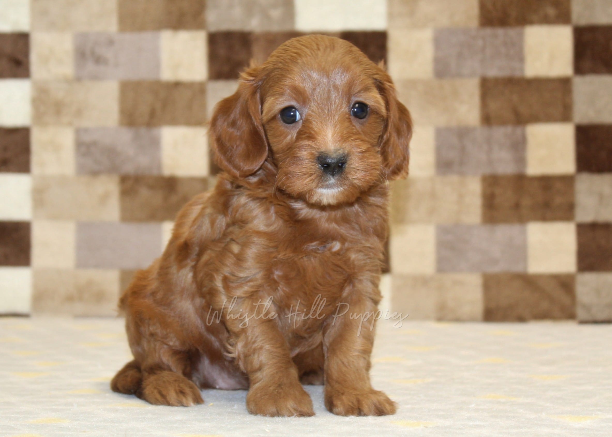 Stella – Cavapoo puppy for sale in Denver, PA