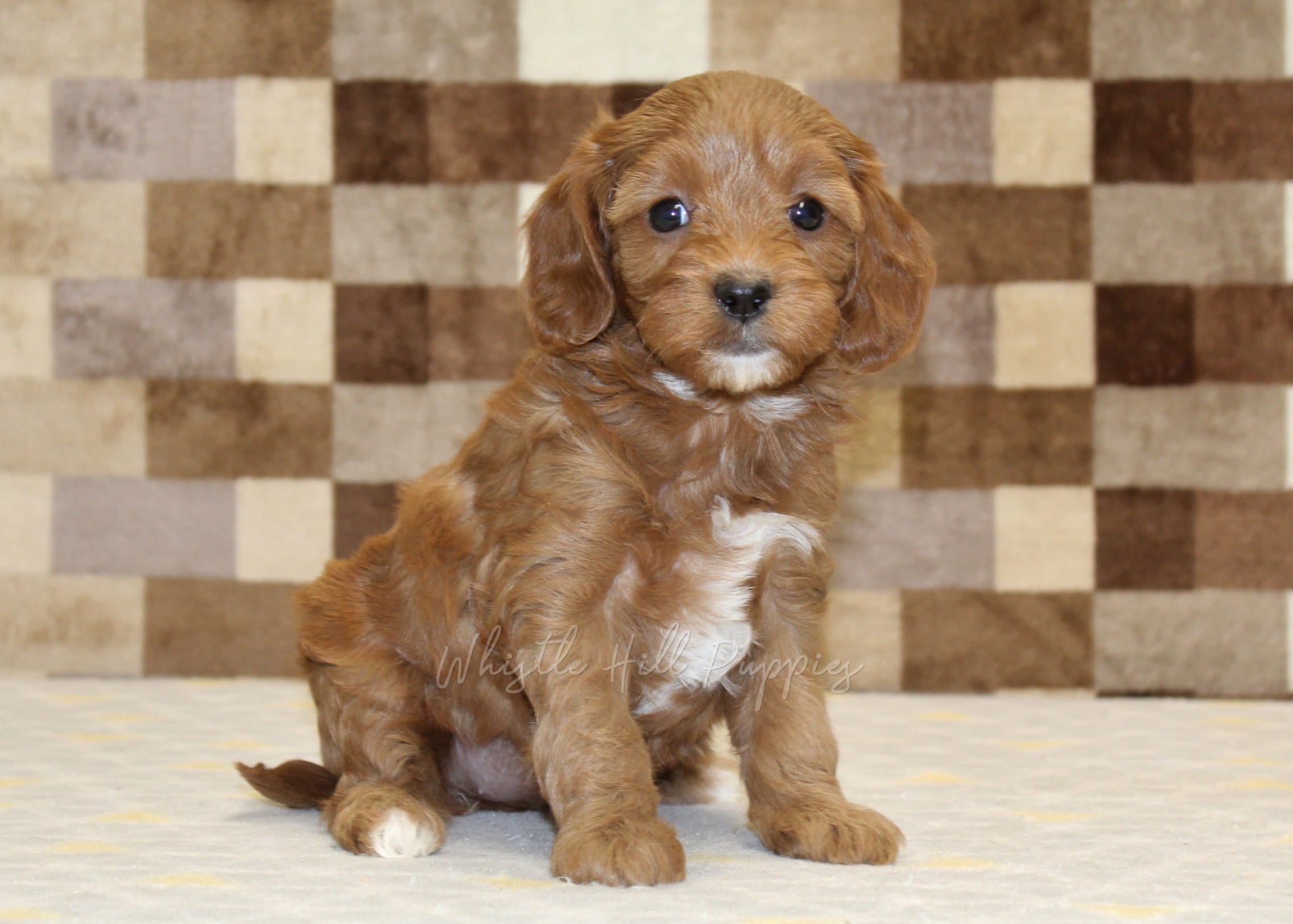 Sparkle – Cavapoo puppy for sale in Denver, PA