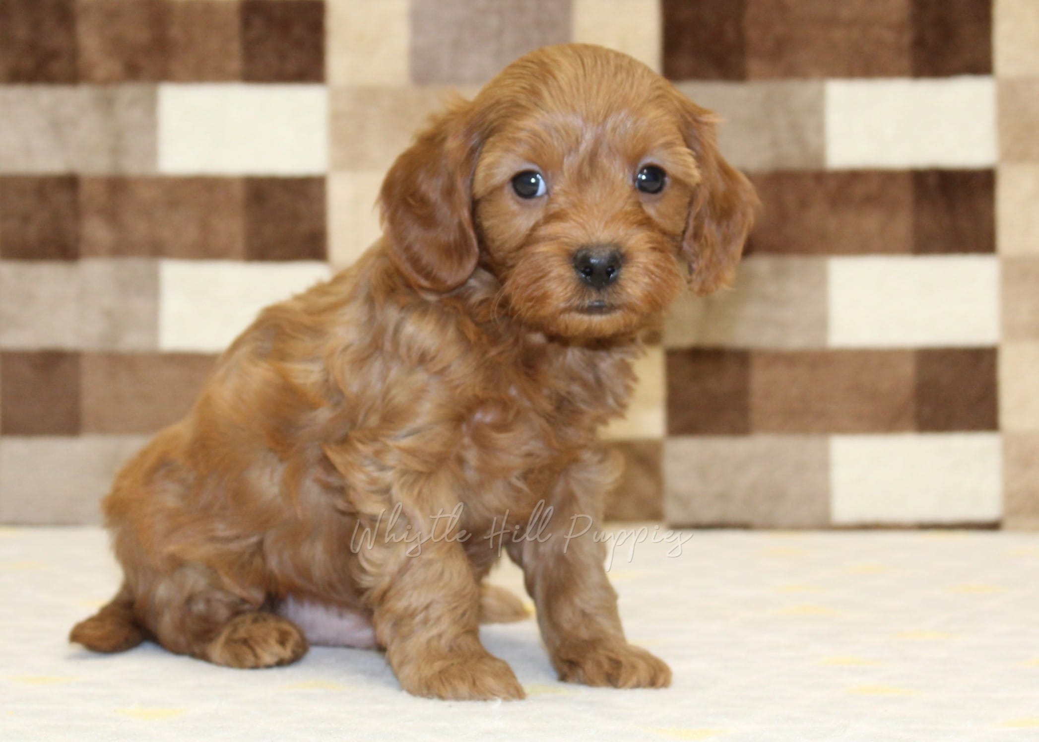 Scout – Cavapoo puppy for sale in Denver, PA