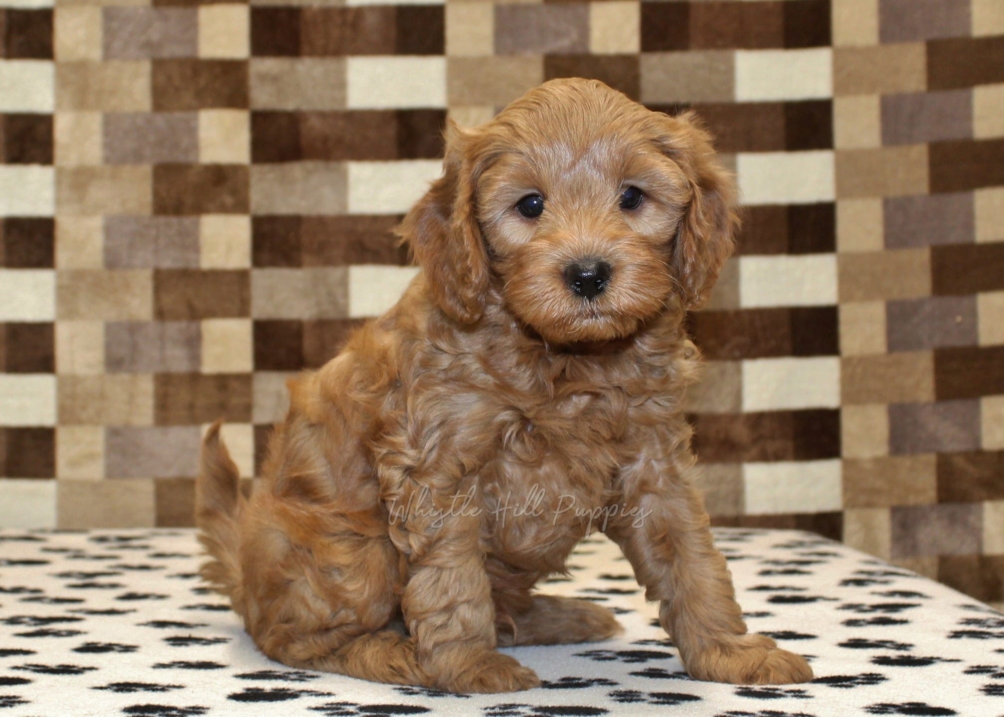 Oreo – Cavapoo puppy for sale in Denver, PA