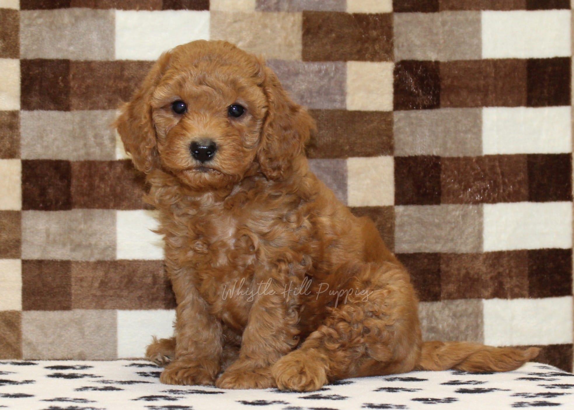 Ollie – Cavapoo puppy for sale in Denver, PA