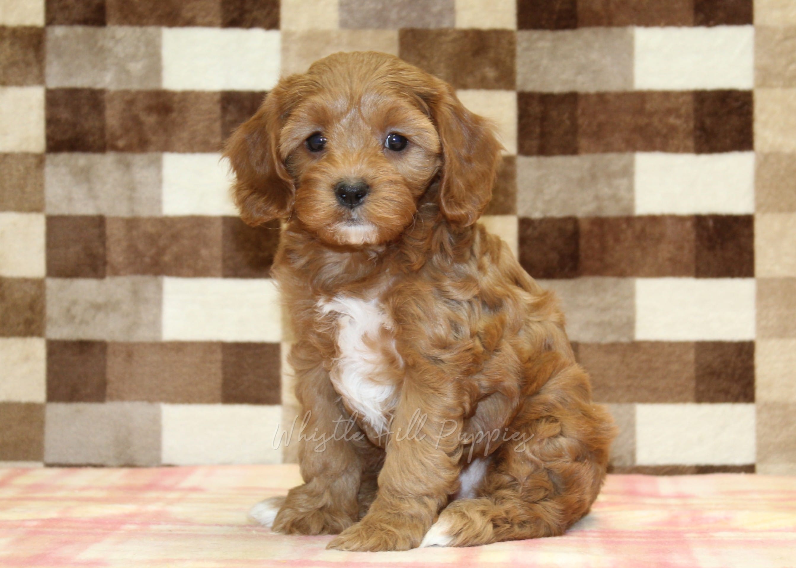 Sparkle – Cavapoo puppy for sale in Denver, PA