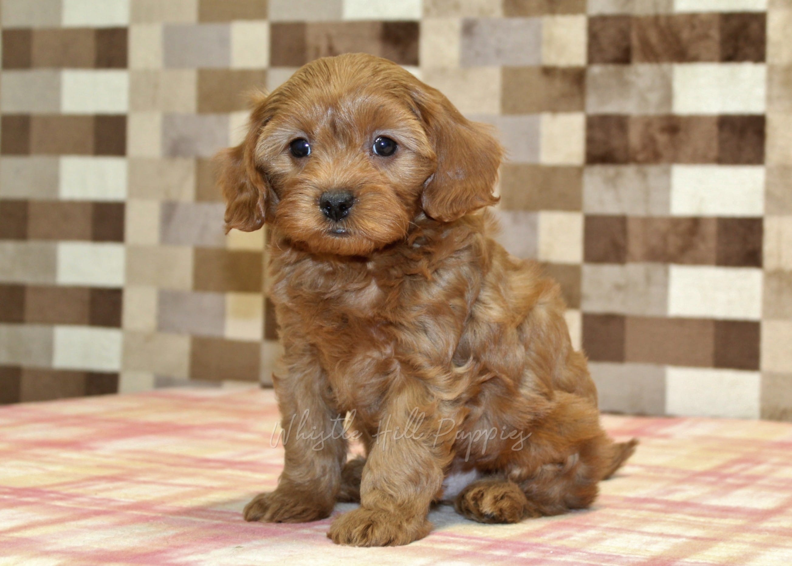 Scout – Cavapoo puppy for sale in Denver, PA