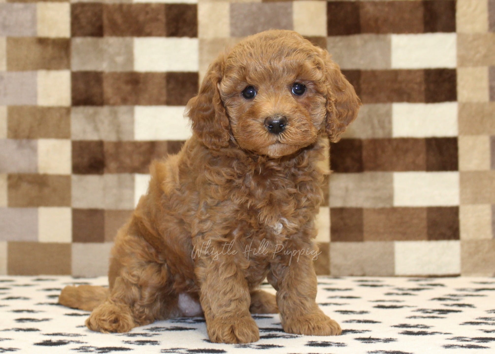 Olivia – Cavapoo puppy for sale in Denver, PA