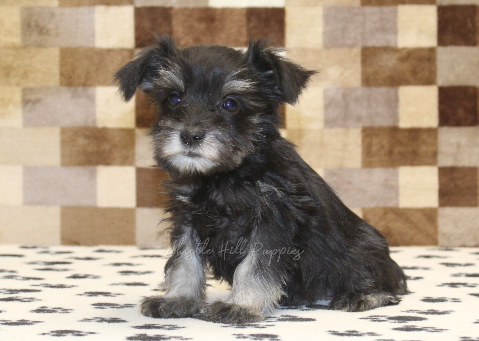 Penny – Miniature Schnauzer puppy for sale in Denver, PA