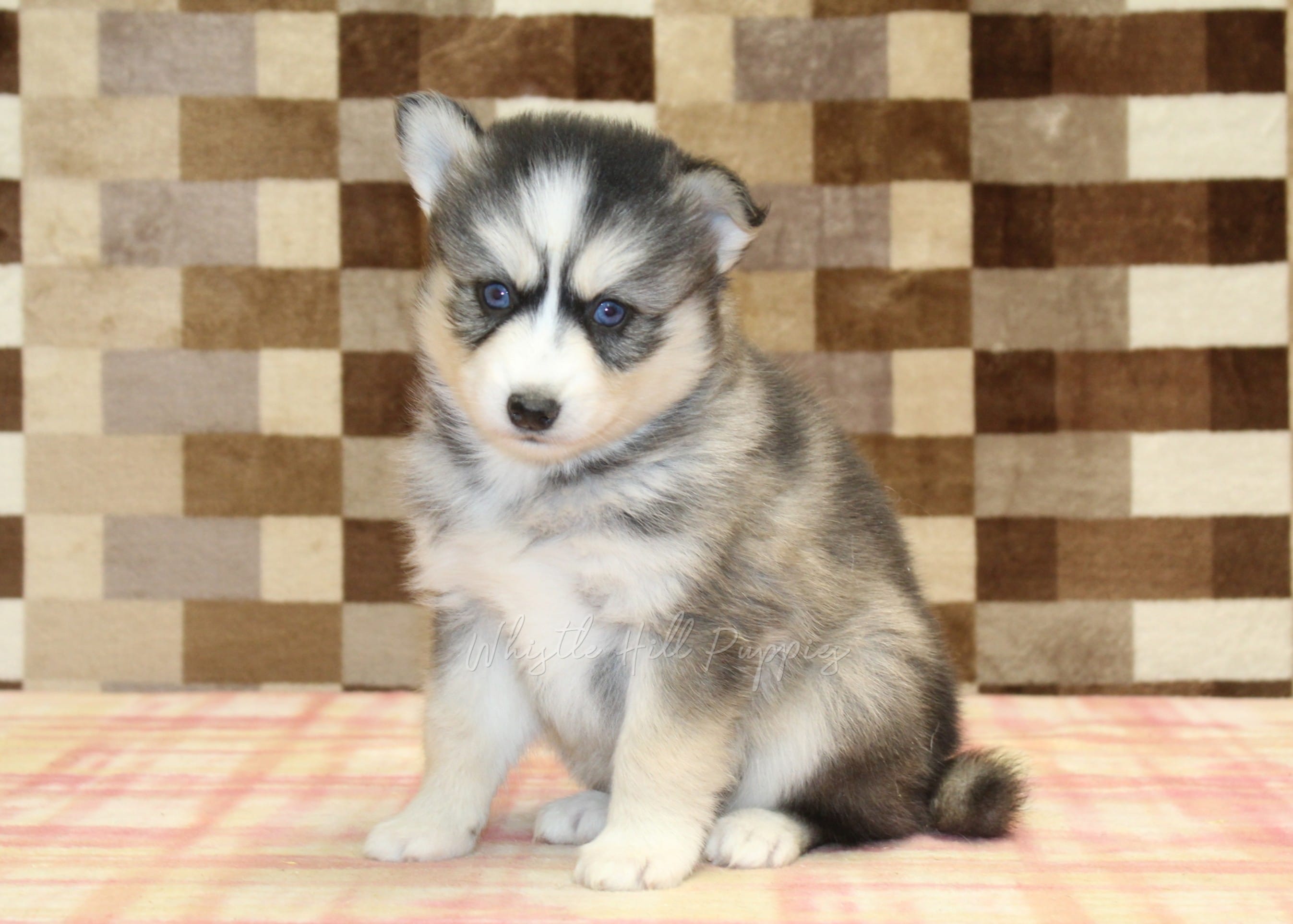 Willow – Pomsky puppy for sale in Denver, PA