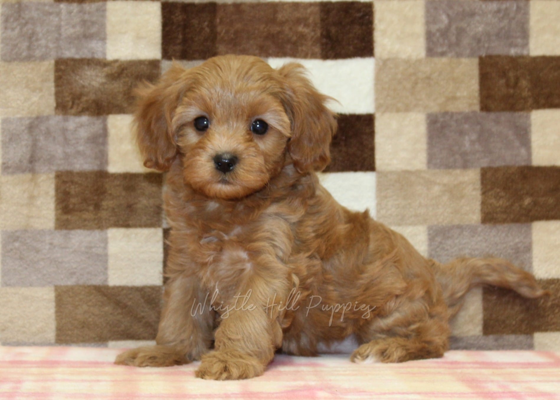 Sadie – Cavapoo puppy for sale in Denver, PA