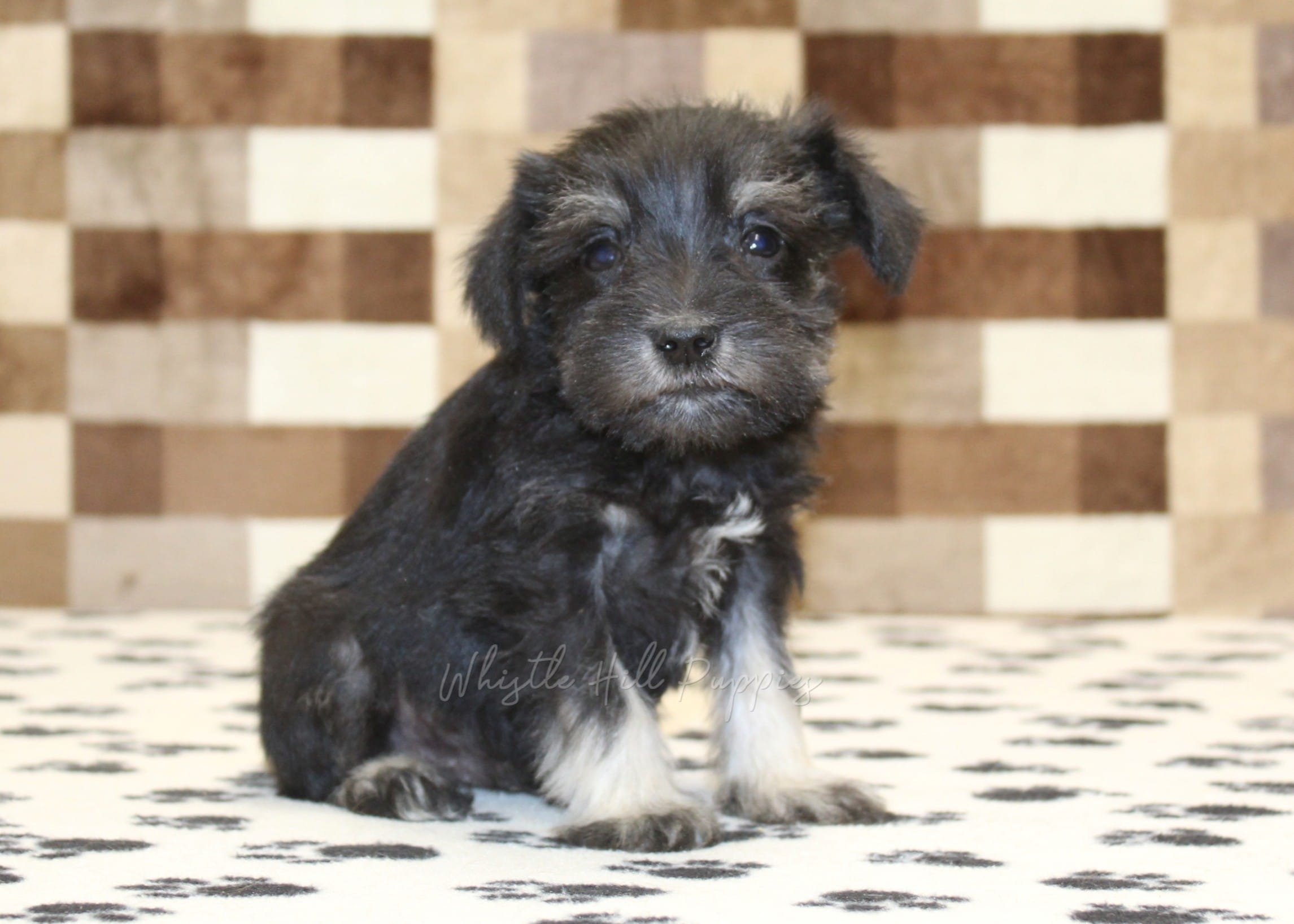 Piper – Miniature Schnauzer puppy for sale in Denver, PA