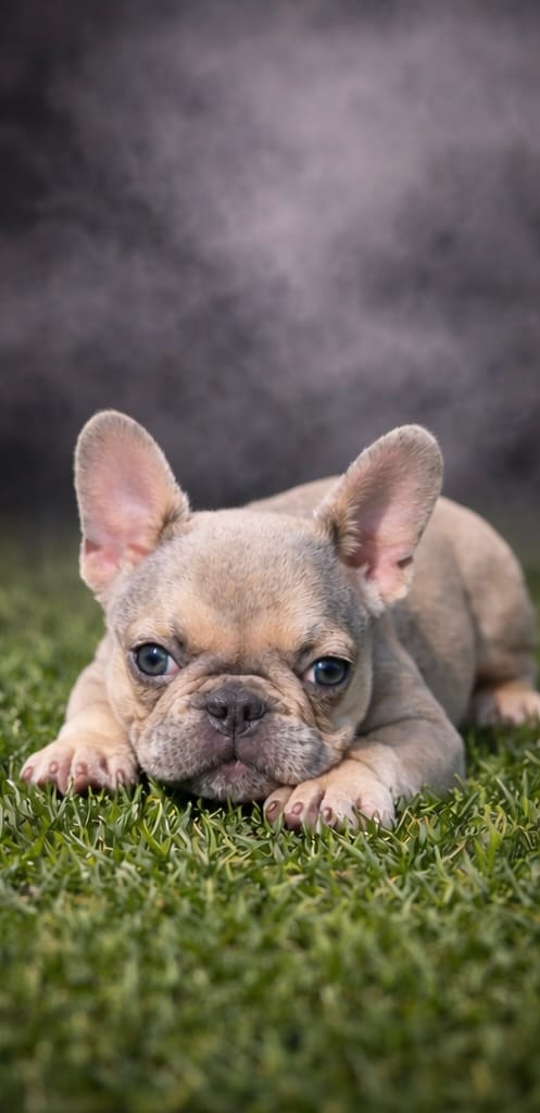Ivory – French Bulldog puppy for sale in Charlotte, NC