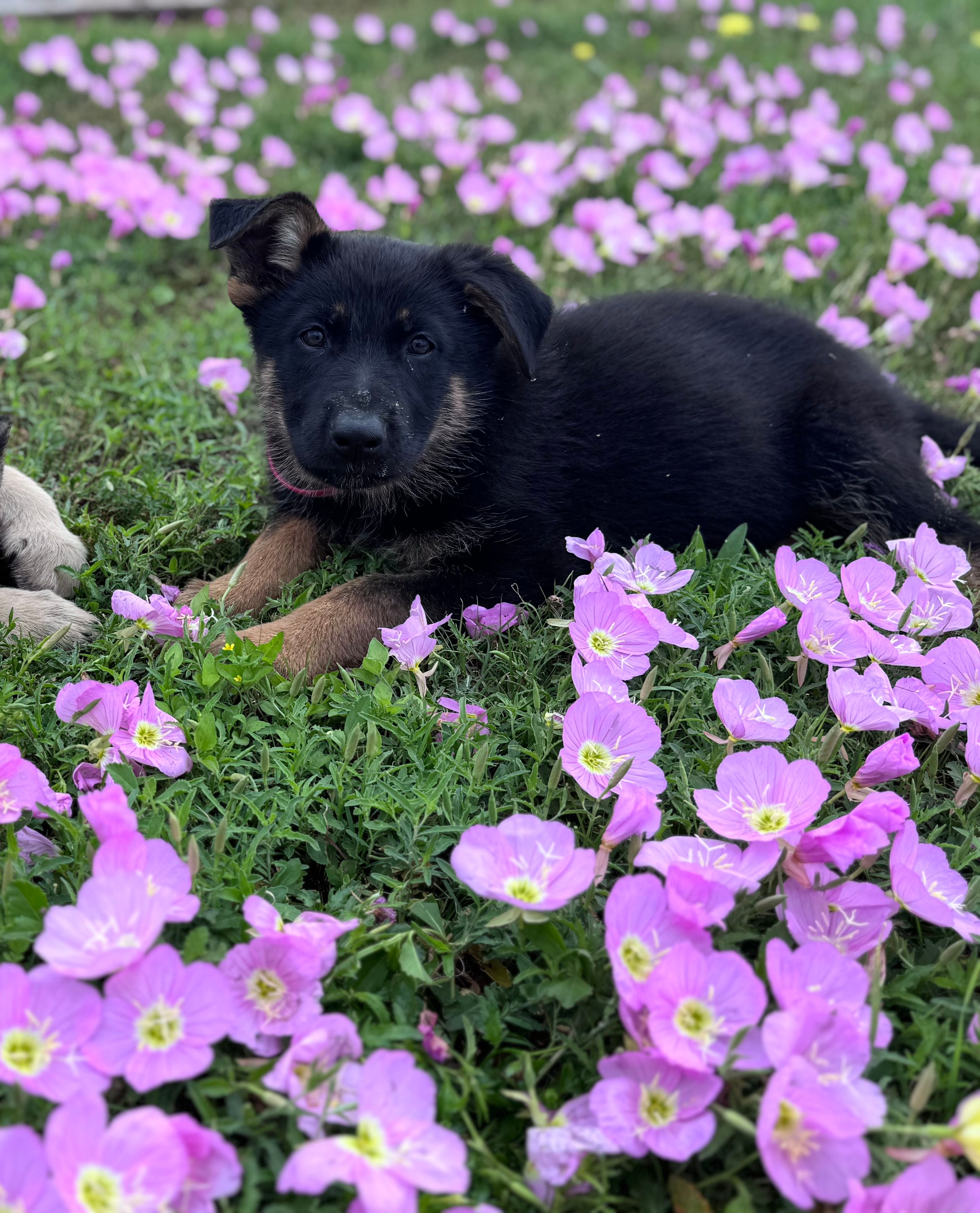Brown/black female #1  – German Shepherd Dog puppy for sale in Atascosa, TX