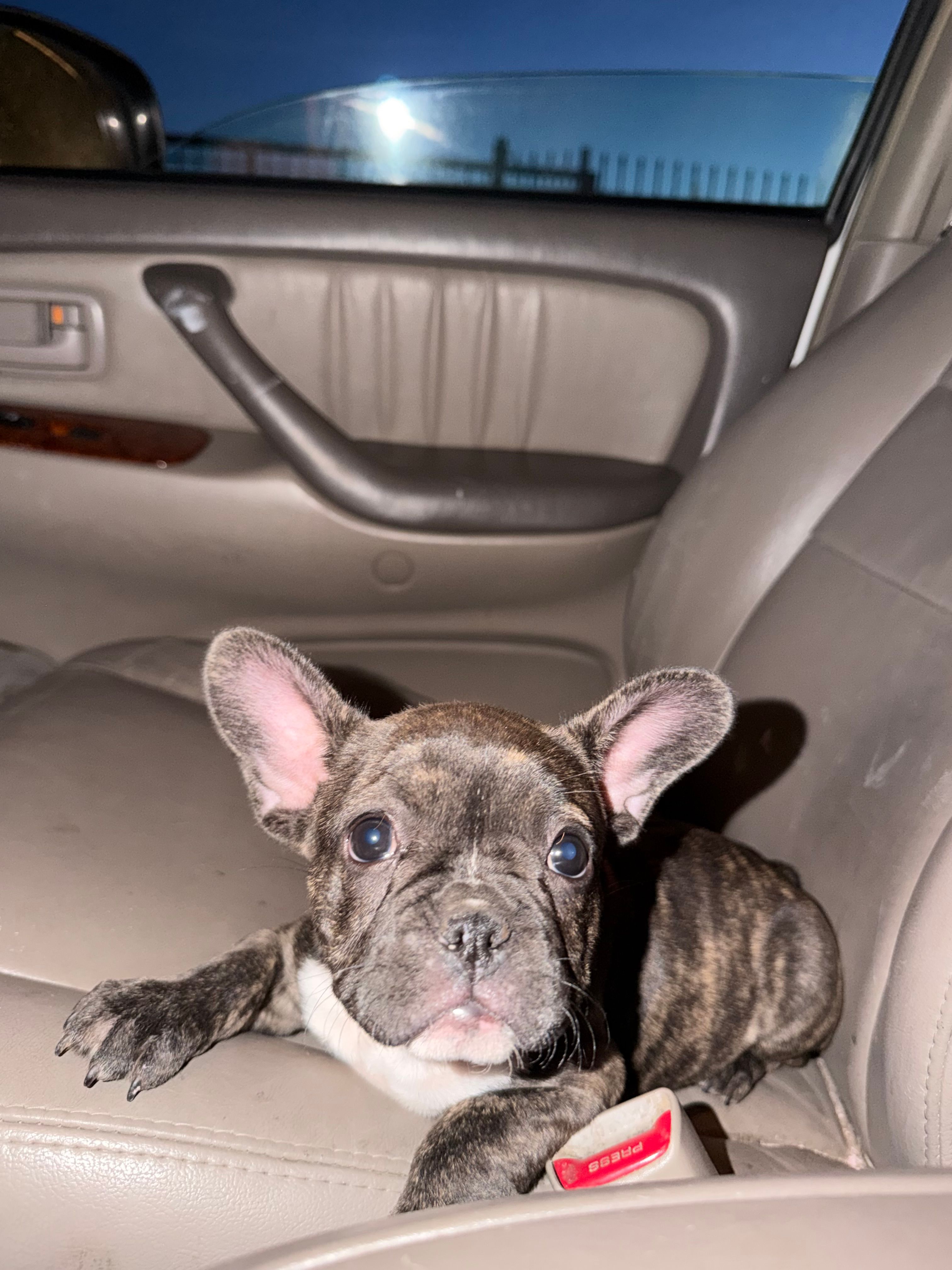 Honey – French Bulldog puppy for sale in Sacramento, CA