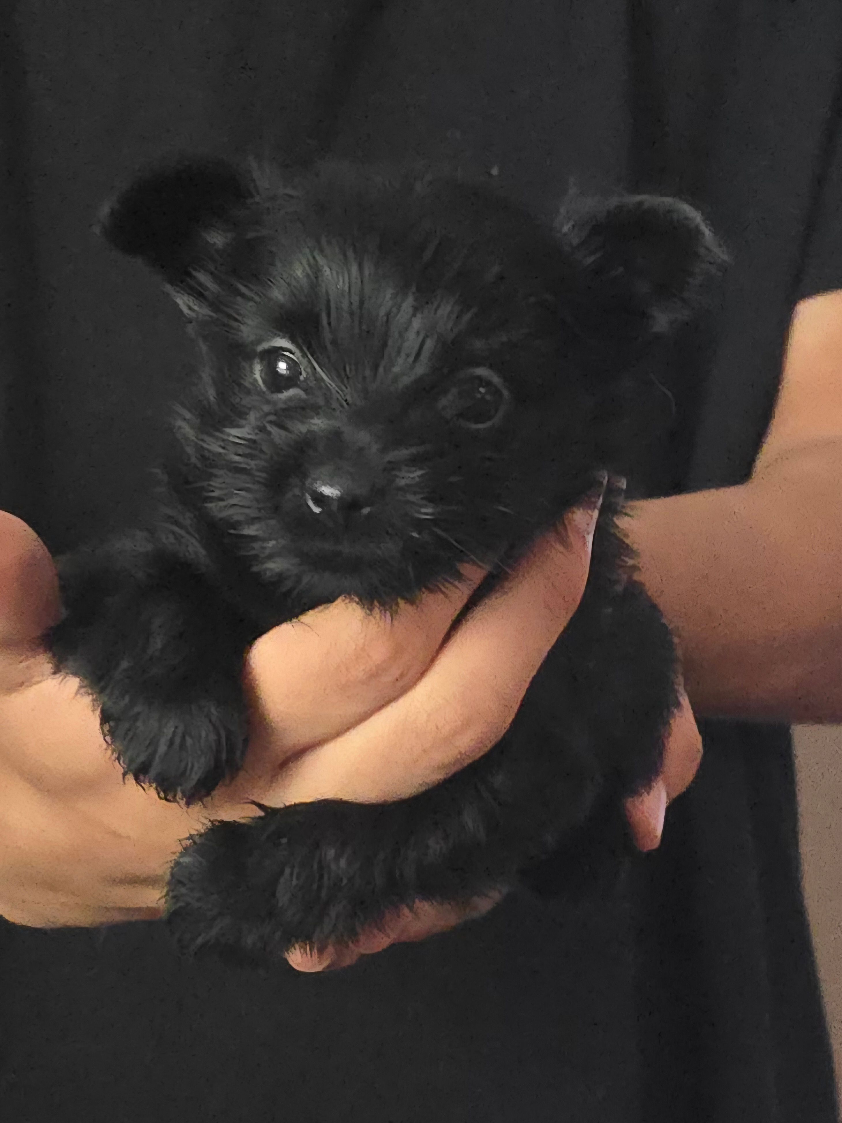 Solid Black female – Yorkshire Terrier puppy for sale in West Plains, MO