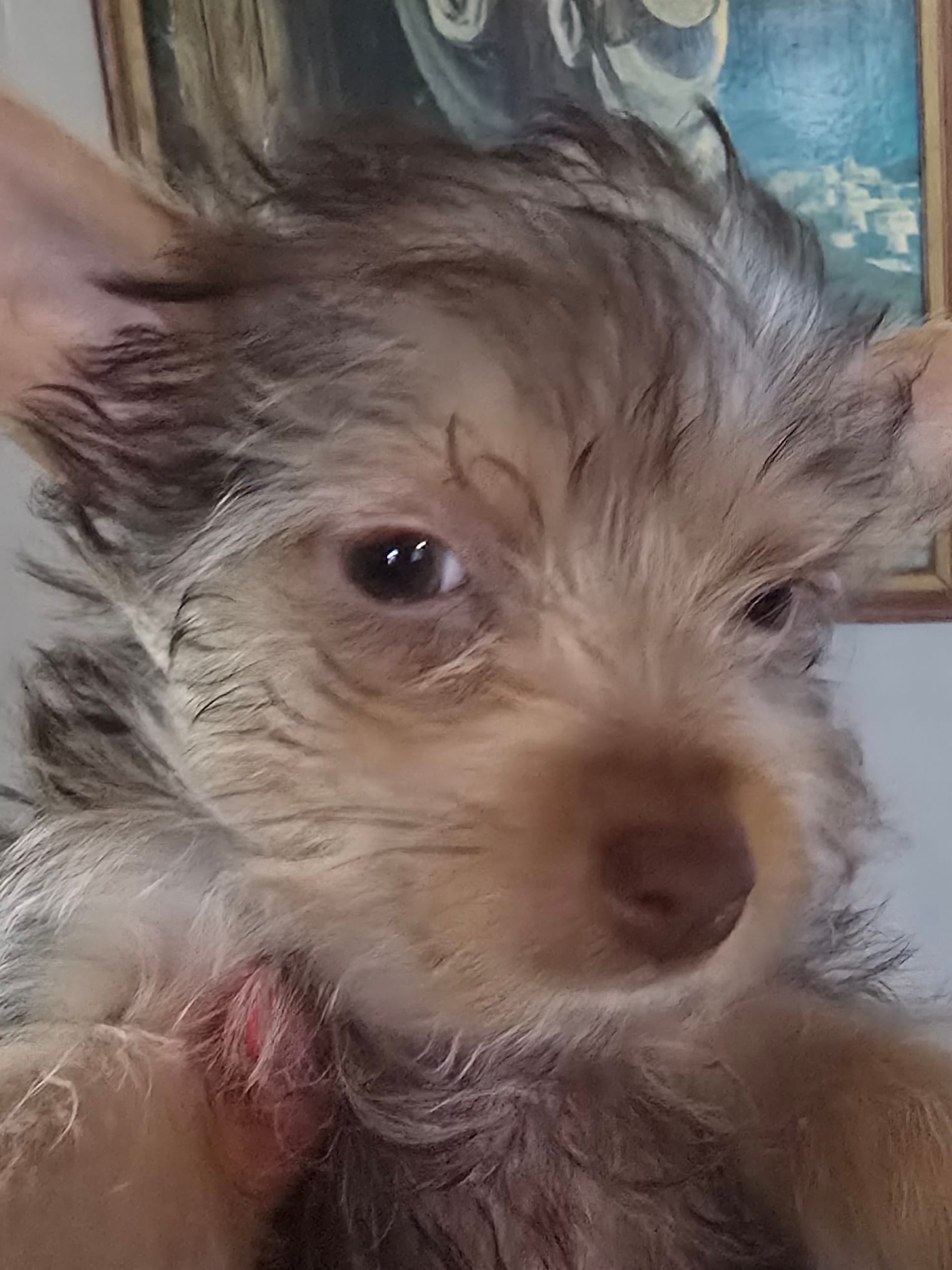 Small Boy two – Yorkshire Terrier puppy for sale in West Plains, MO