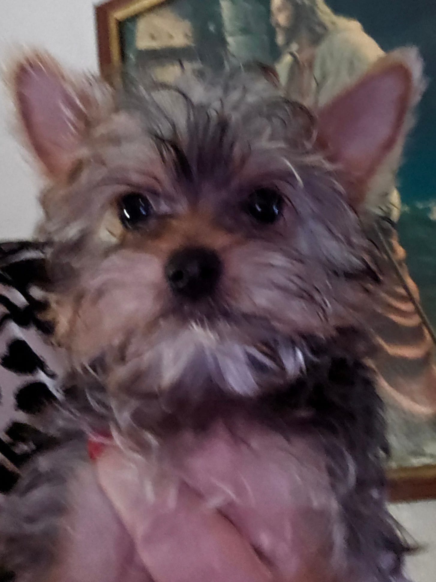 AKC boy or Pet price – Yorkshire Terrier puppy for sale in West Plains, MO
