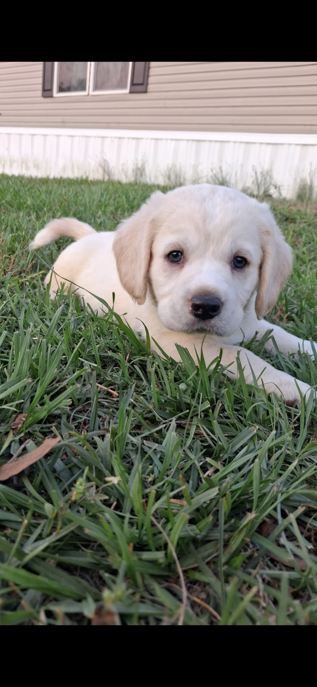 Stark – Cardigan Welsh Corgi, Cocker Spaniel puppy for sale in Moncks Corner, SC