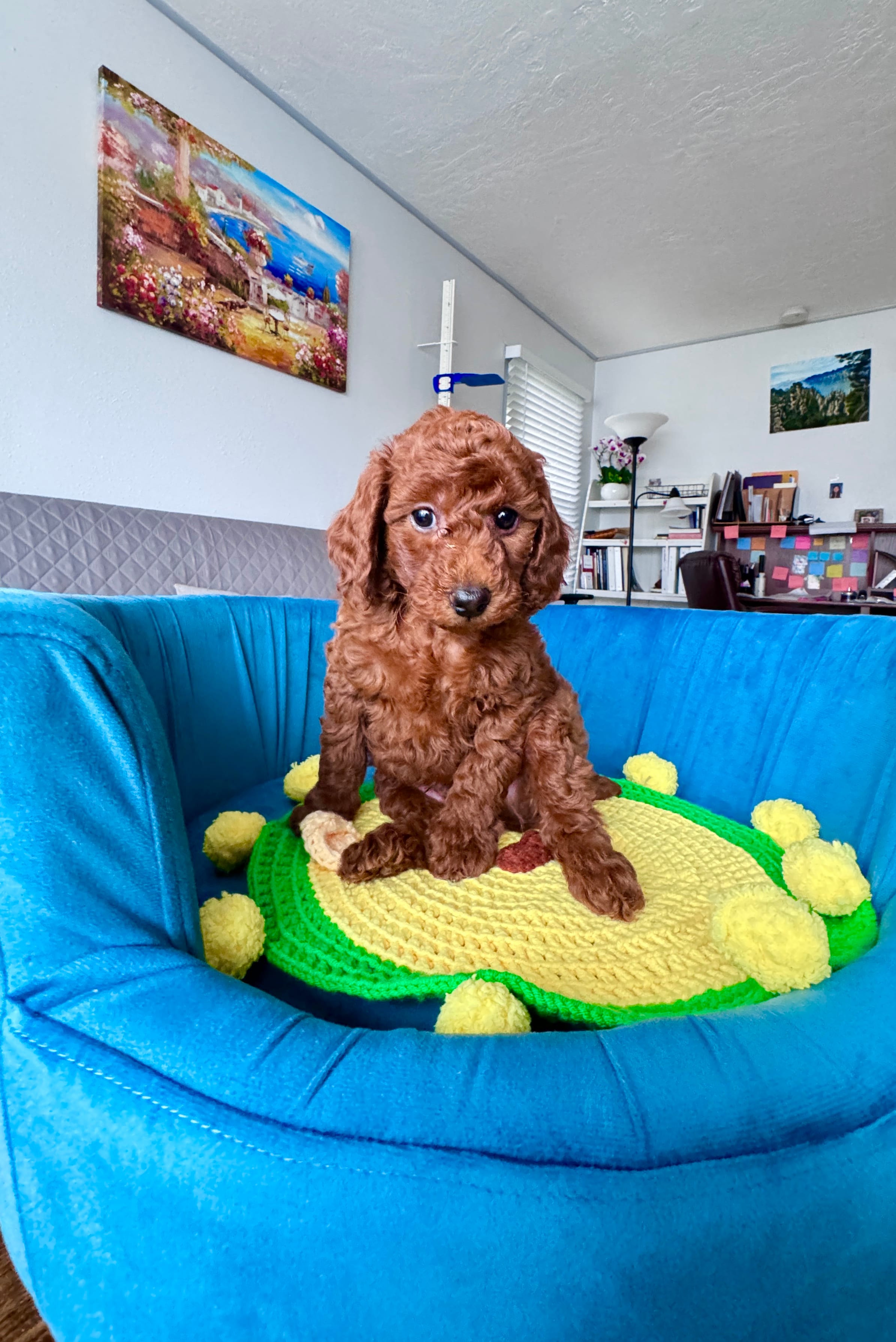 Leo – Poodle - Toy  puppy for sale in Beaverton, OR