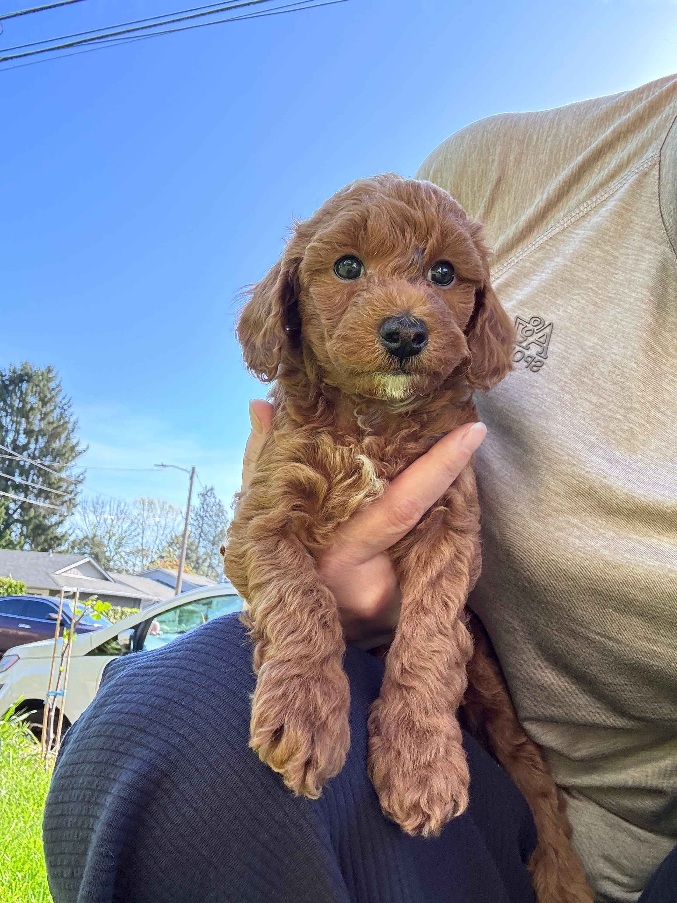 Sunny – Poodle - Toy  puppy for sale in Beaverton, OR