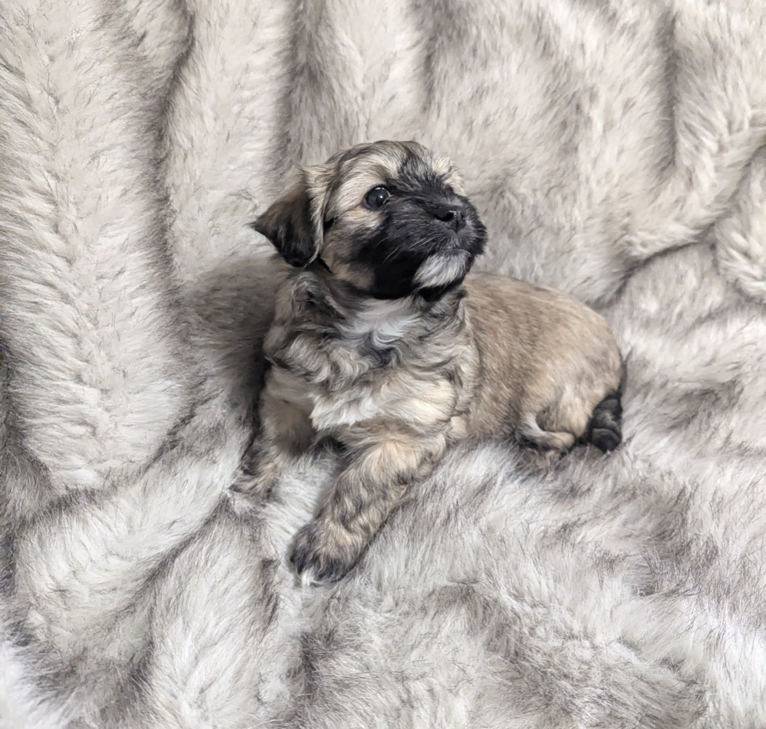 Rosie  – Havanese puppy for sale in Griswold, IA