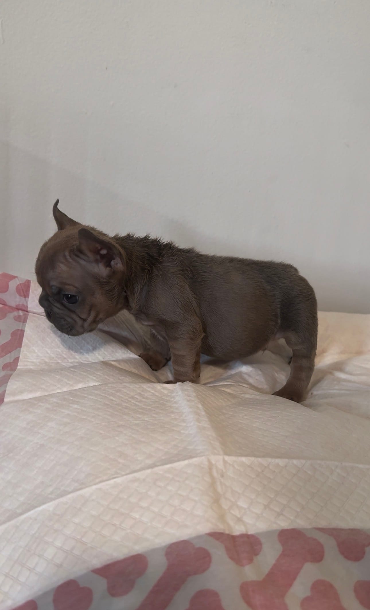 Gizmo – French Bulldog puppy for sale in Charlotte, NC