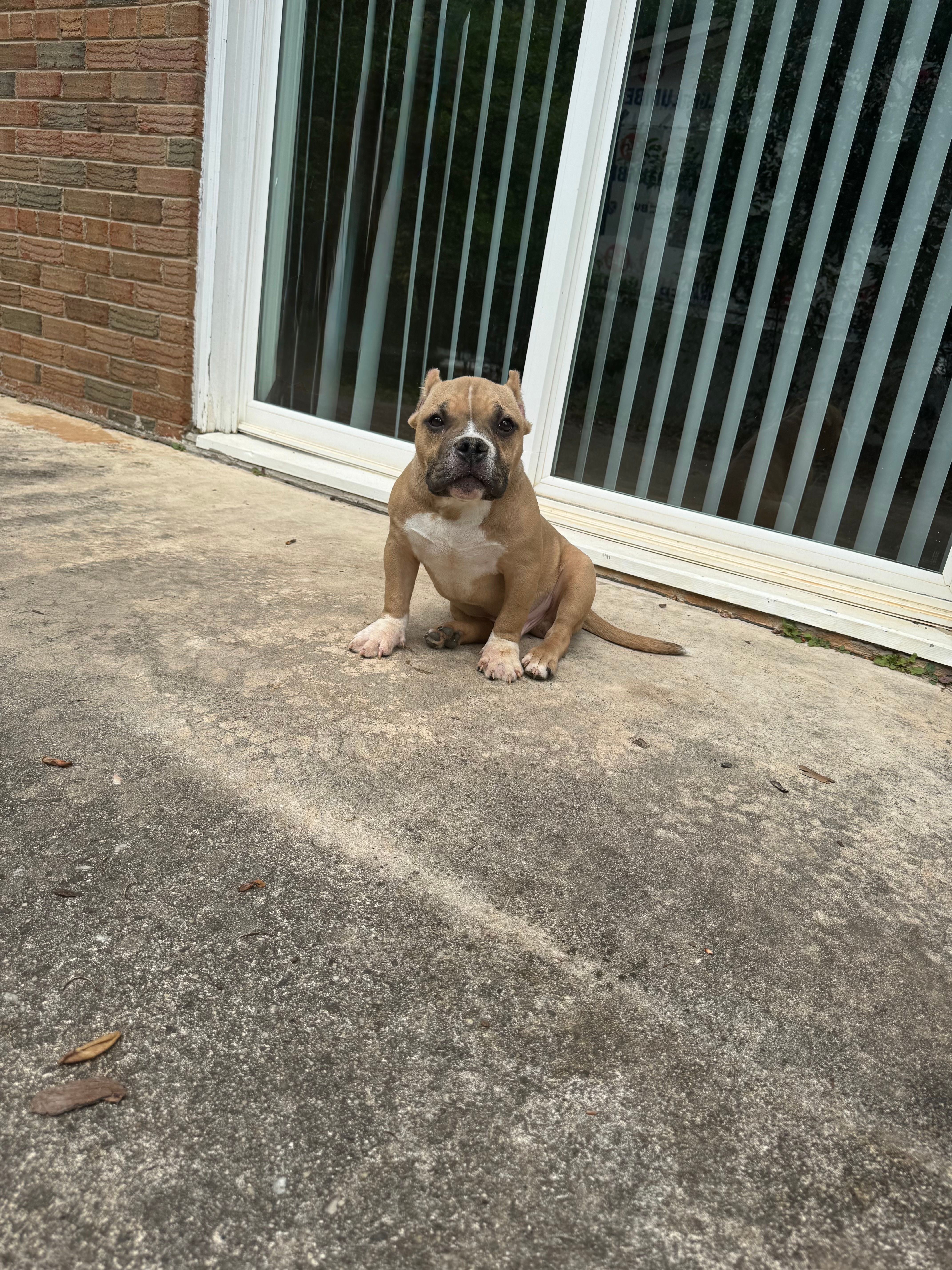 Kong – American Bully puppy for sale in Charlotte, NC