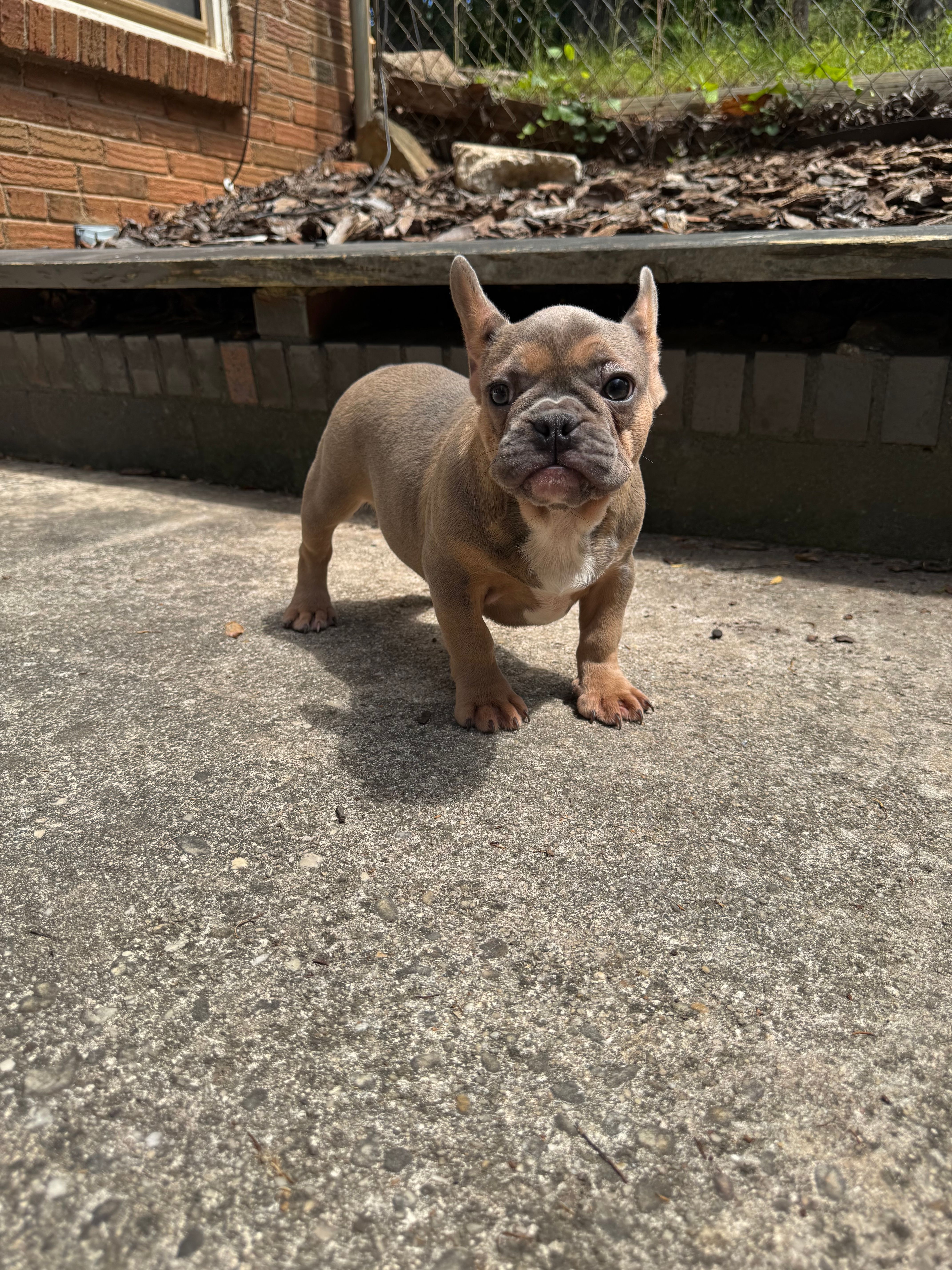 Jazz – French Bulldog puppy for sale in Charlotte, NC
