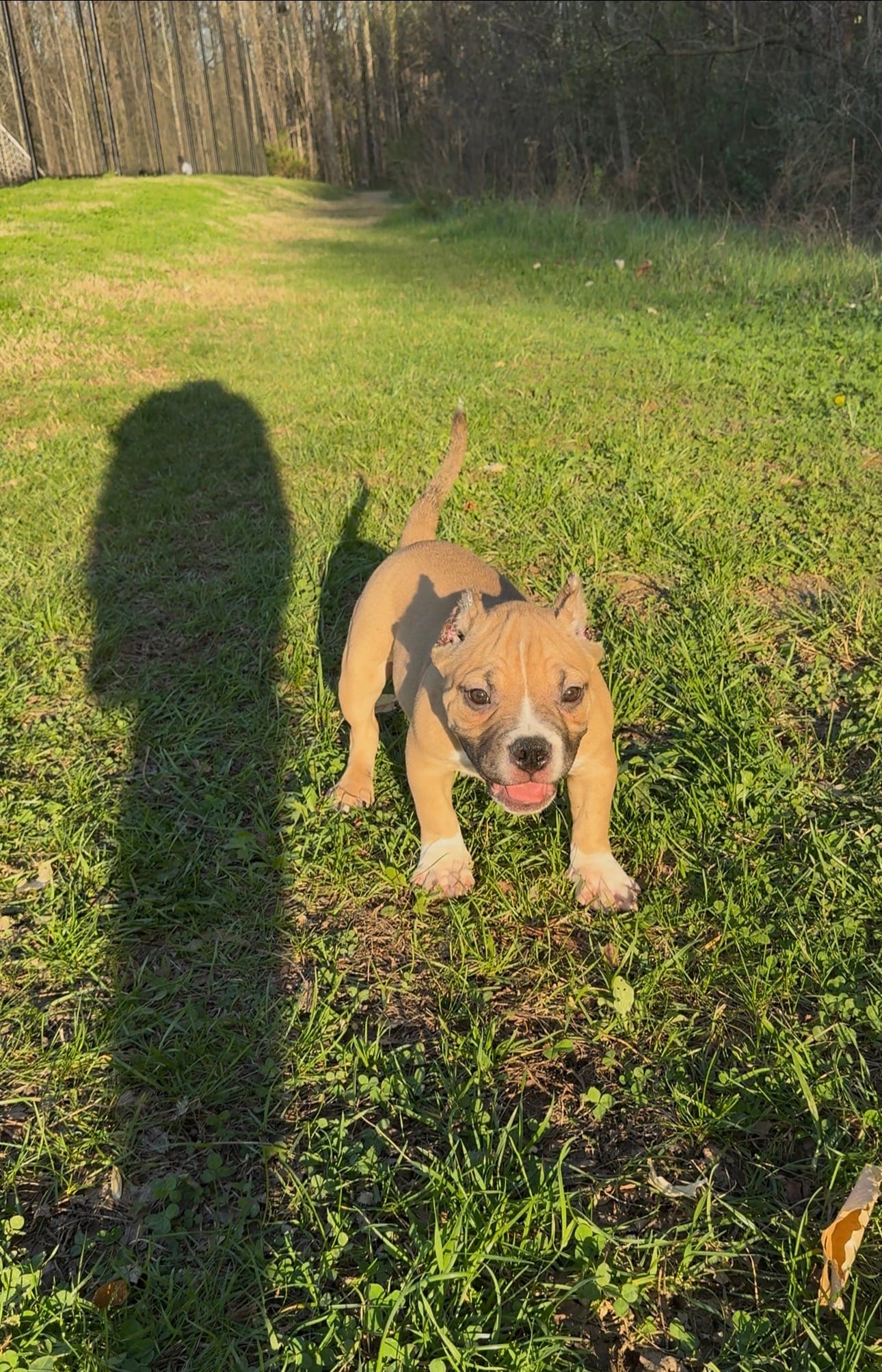 Kong – American Bully puppy for sale in Charlotte, NC