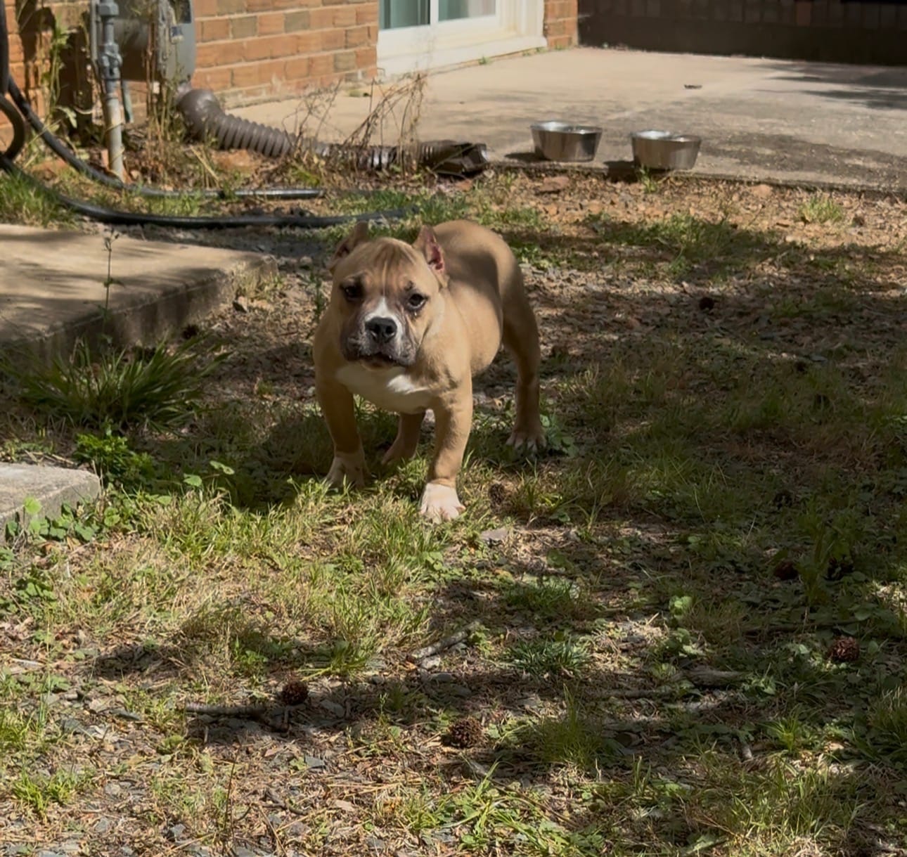 Kong – American Bully puppy for sale in Charlotte, NC
