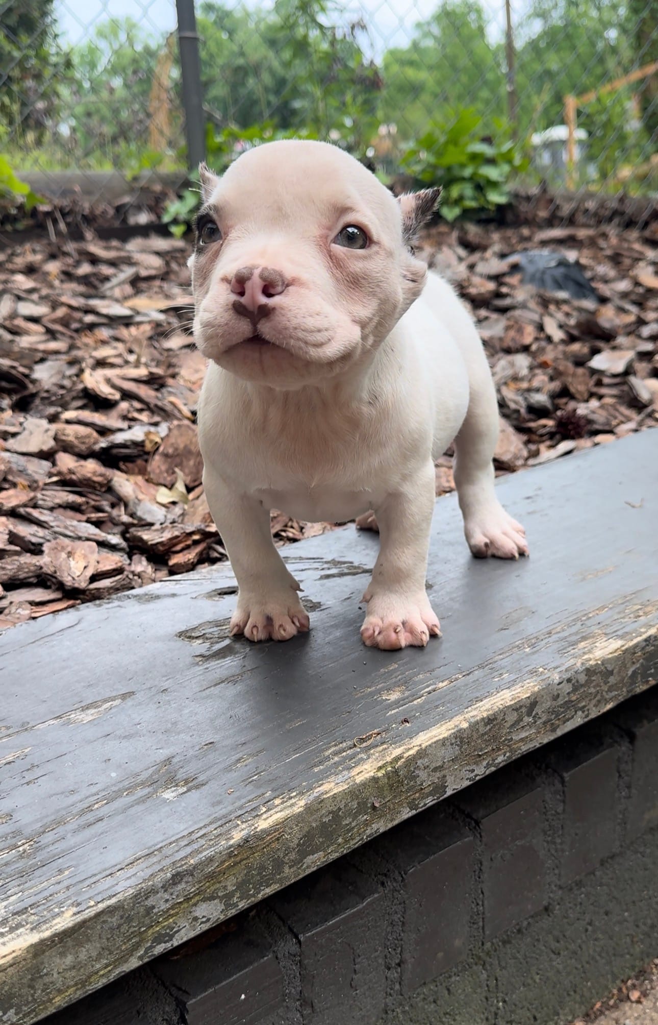 Pebbles – American Bully puppy for sale in Charlotte, NC