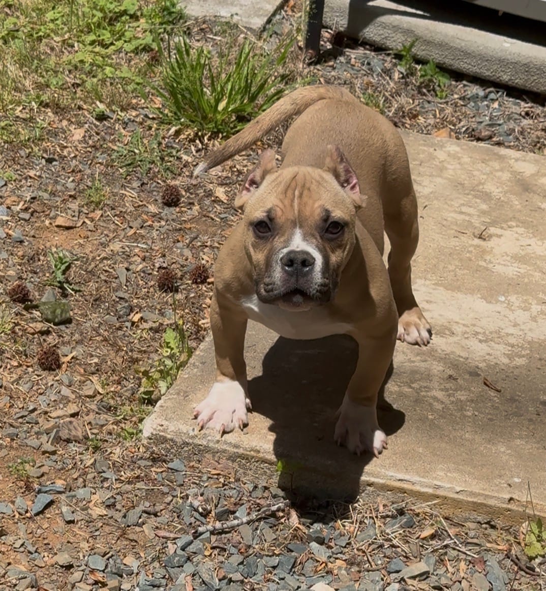 Kong – American Bully puppy for sale in Charlotte, NC