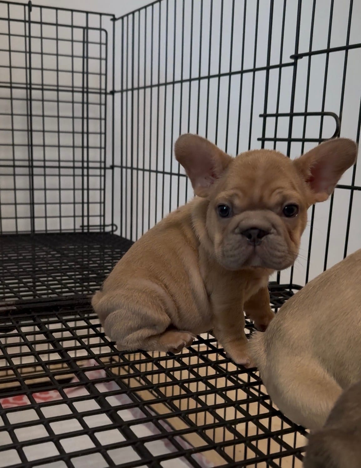 Summer – French Bulldog puppy for sale in Charlotte, NC