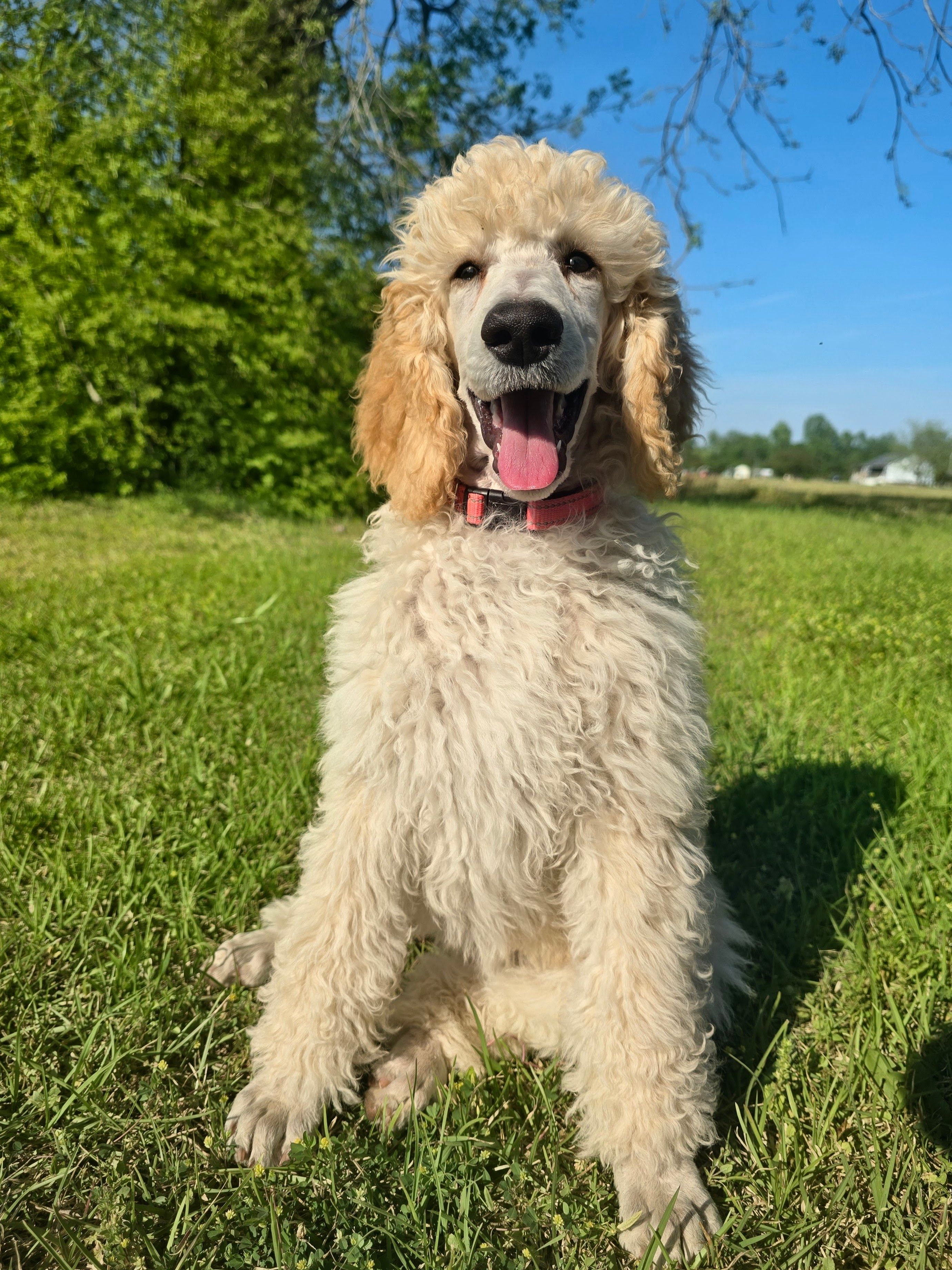 Golden – Poodle - Standard  puppy for sale in Jacksonville, NC