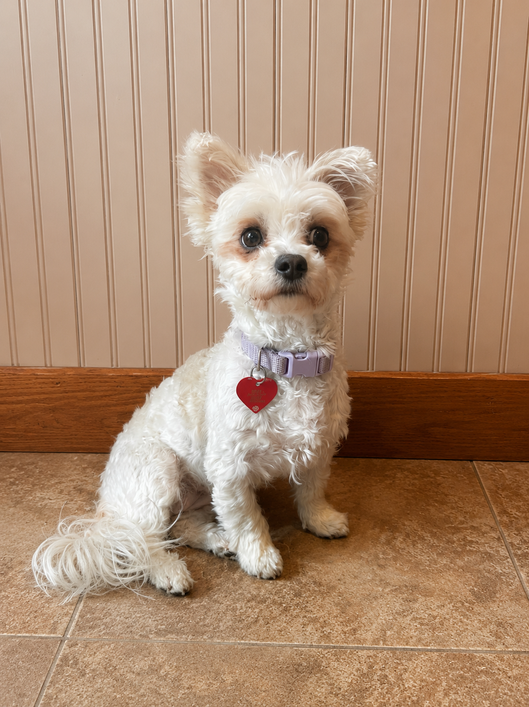 Baileys Irish cream  – Yorkshire Terrier, Poodle - Toy  puppy for sale in Woodsville, NH