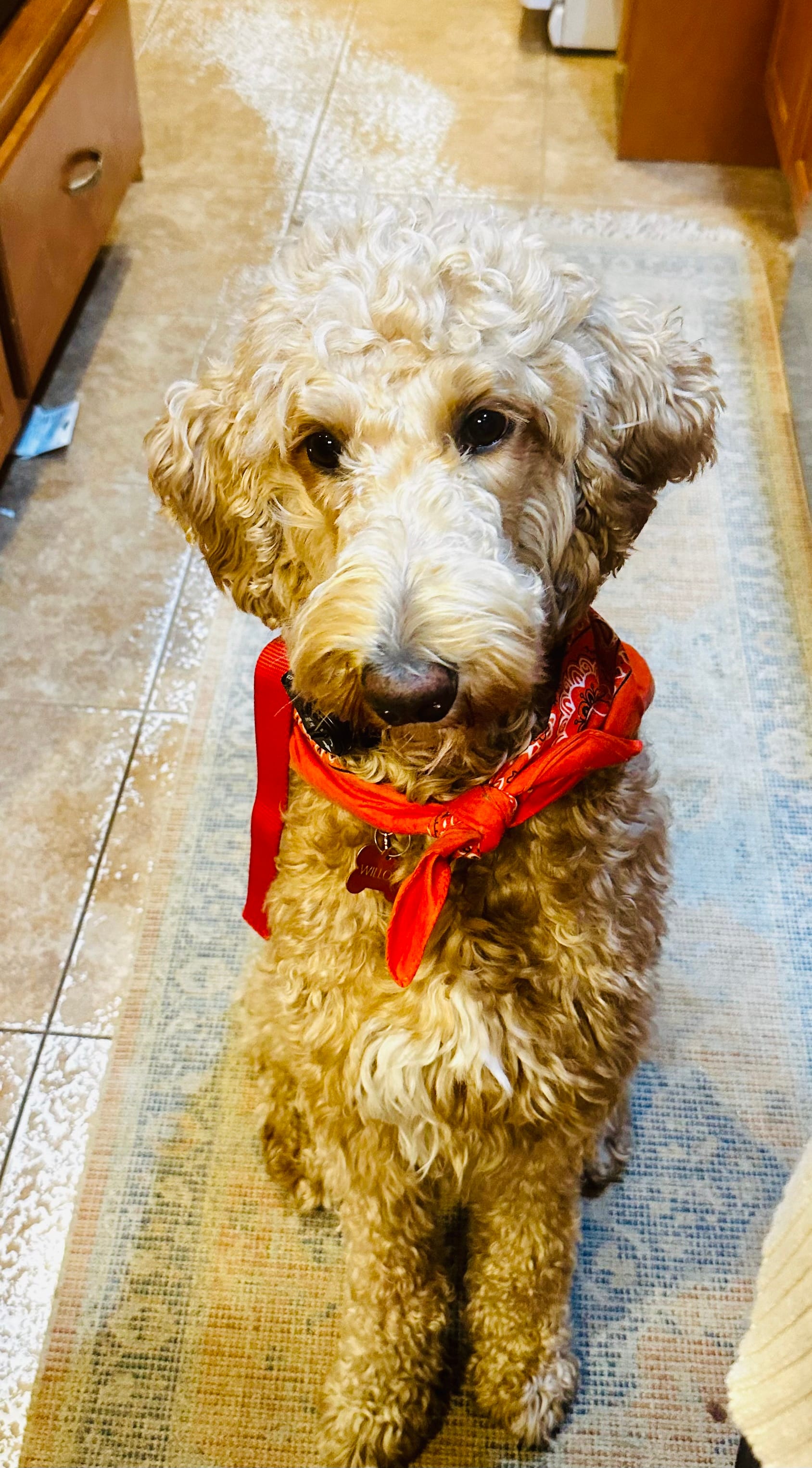 Willow  – Goldendoodle puppy for sale in Woodsville, NH