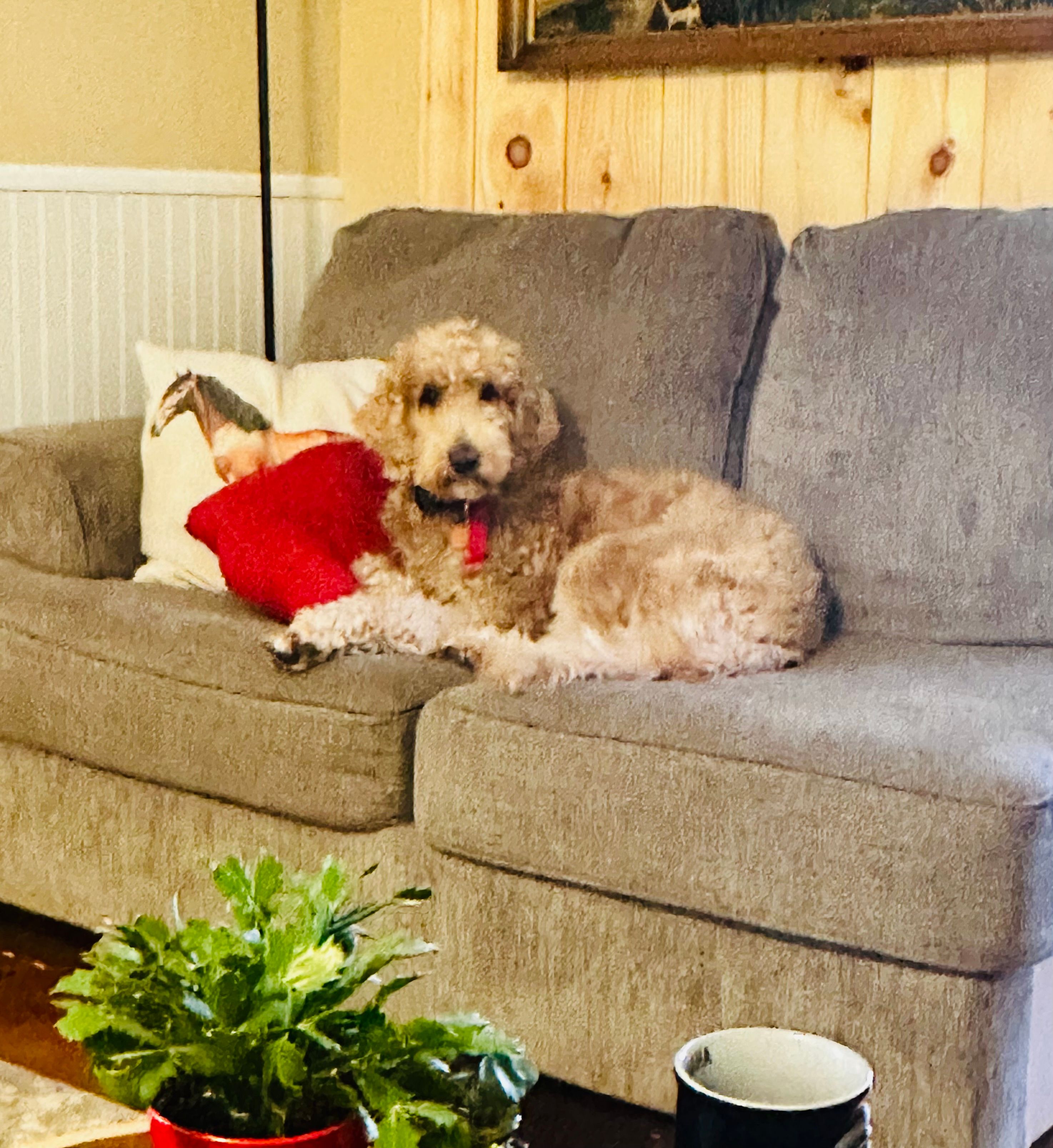 Willow  – Goldendoodle, Poodle - Standard  puppy for sale in Woodsville, NH