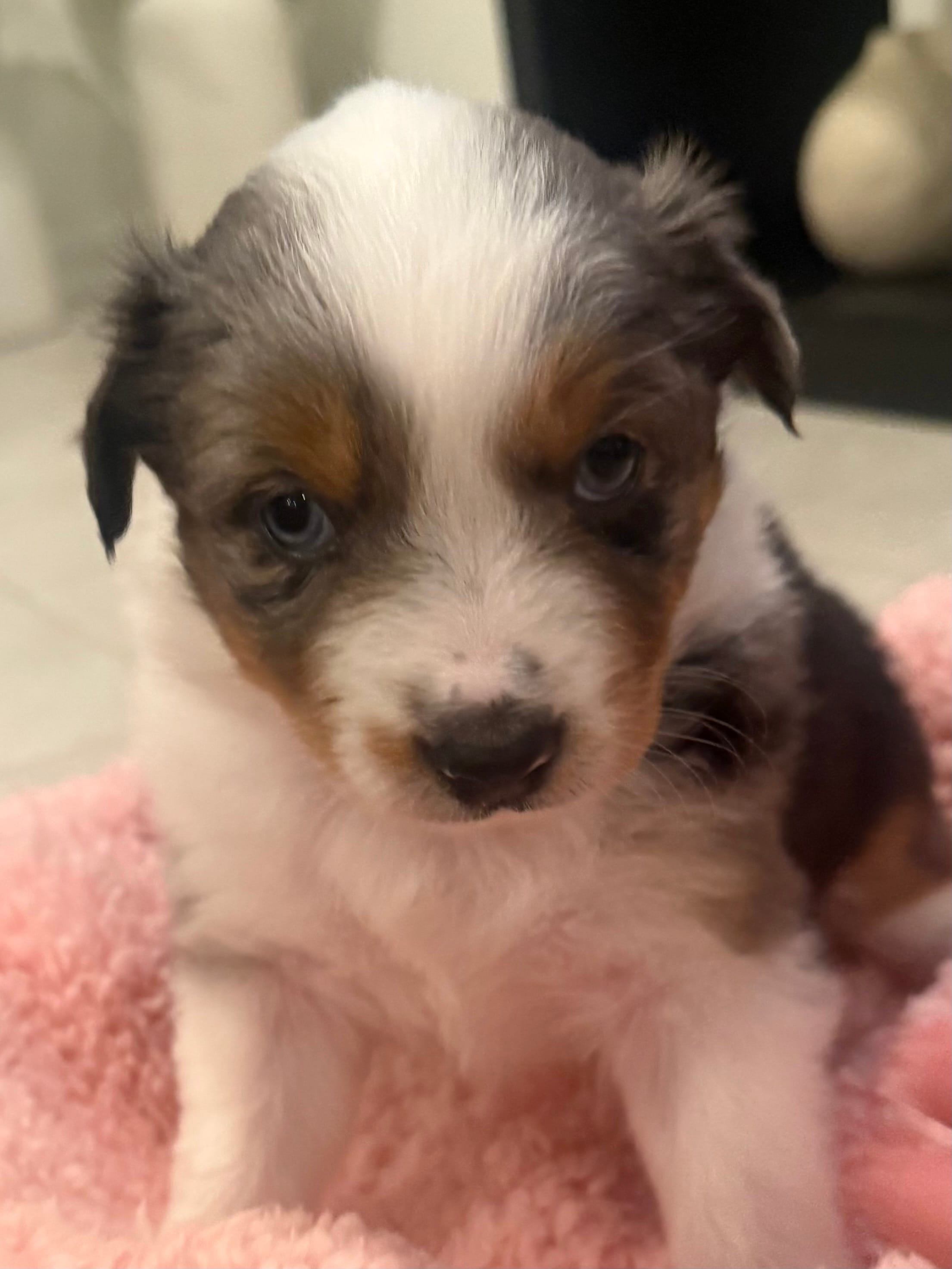 Bonnie – Miniature Australian Shepherd puppy for sale in Katy, TX