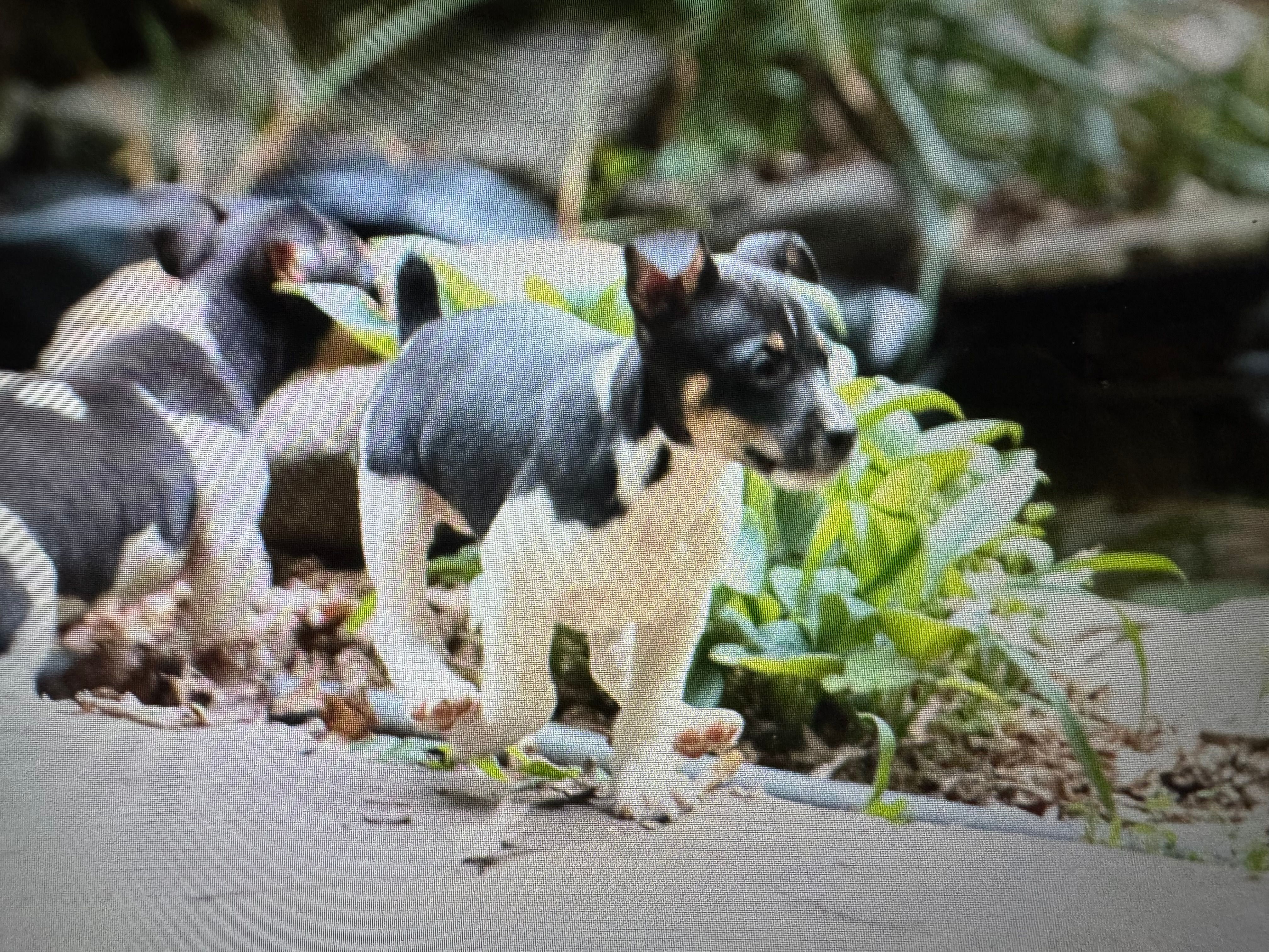 Todd – Rat Terrier puppy for sale in Cumming, GA