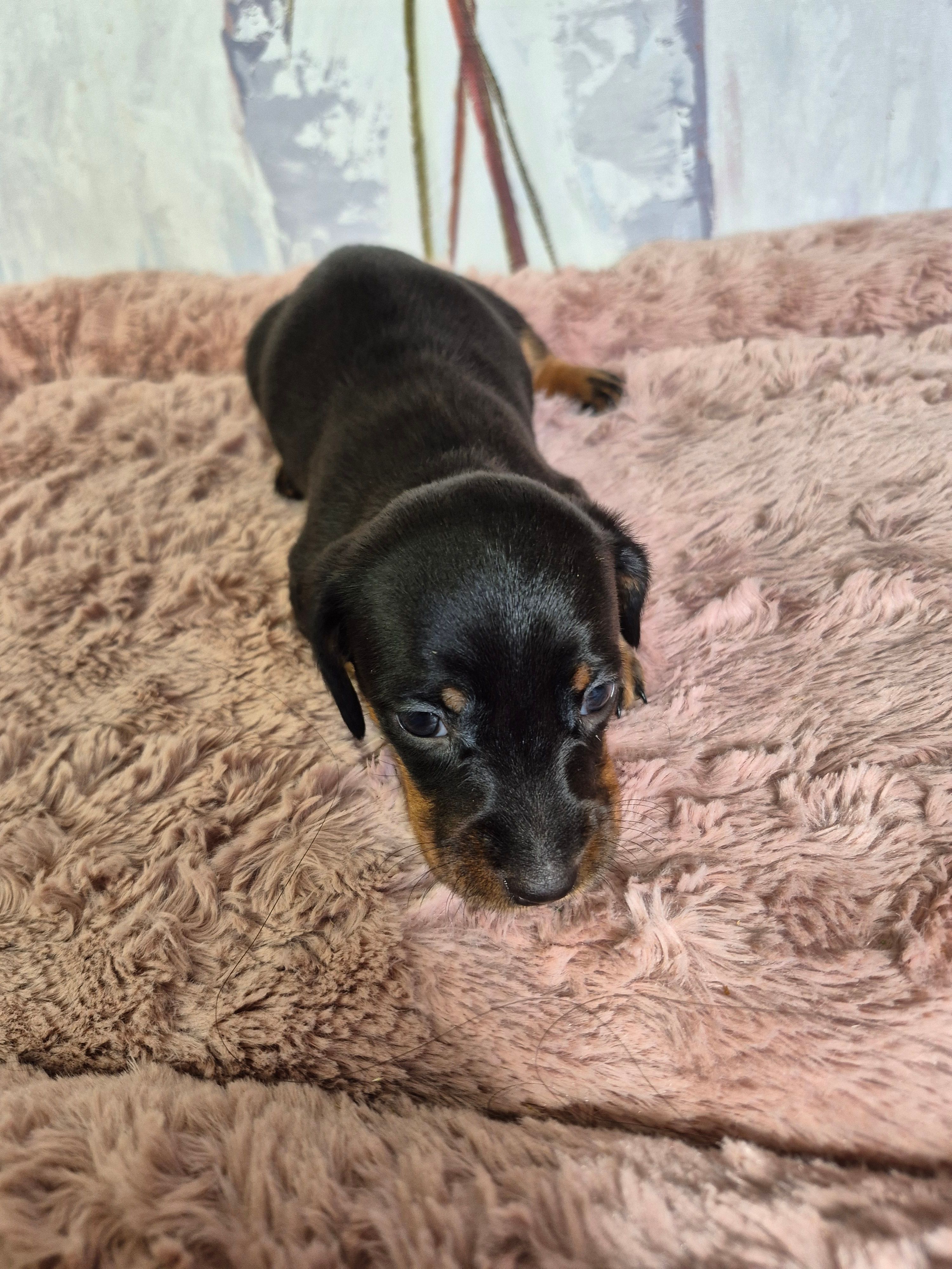 Puppy  – Miniature Dachshund puppy for sale in Charlotte, NC