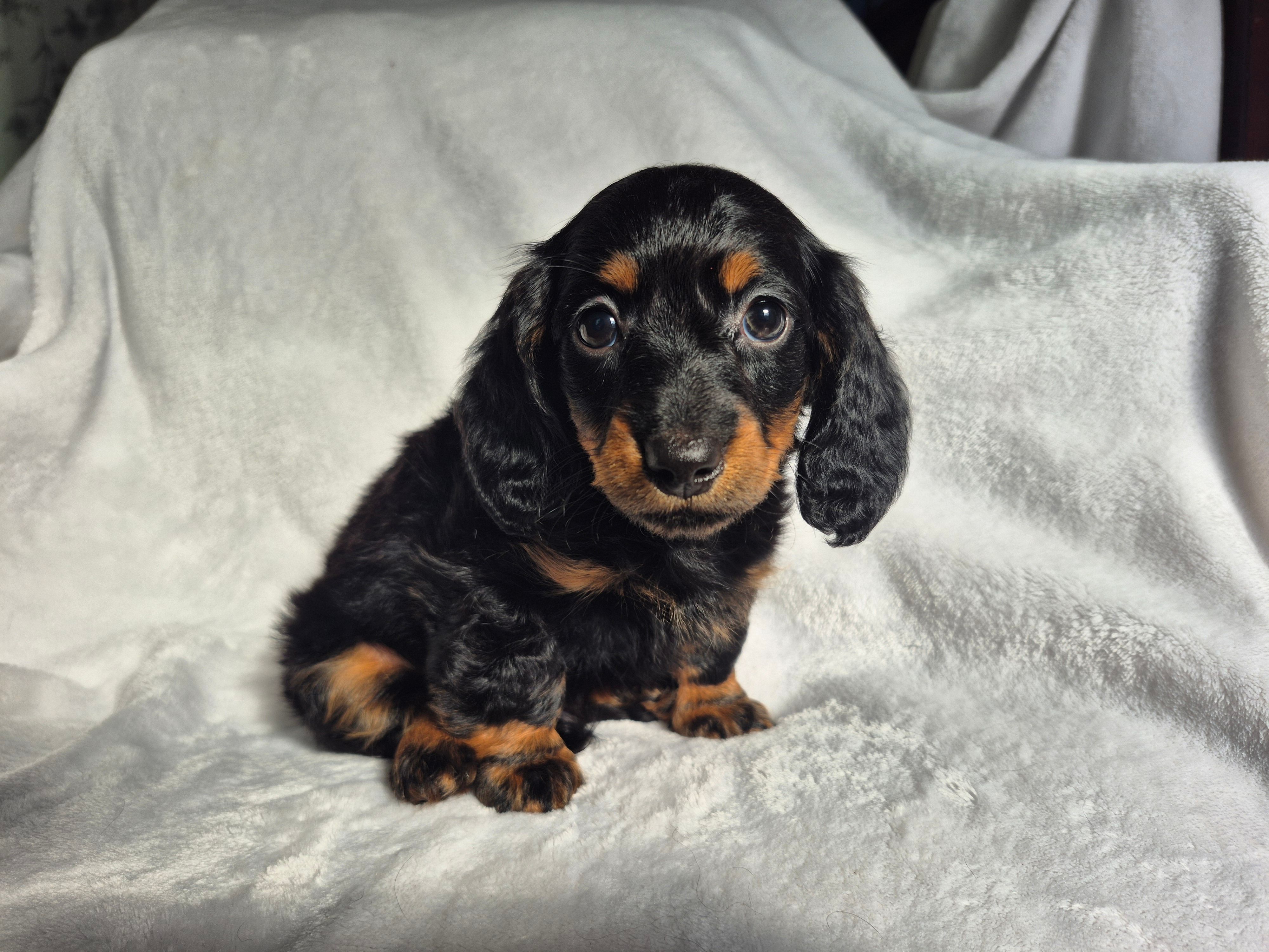 Male 1 – Miniature Dachshund puppy for sale in Charlotte, NC