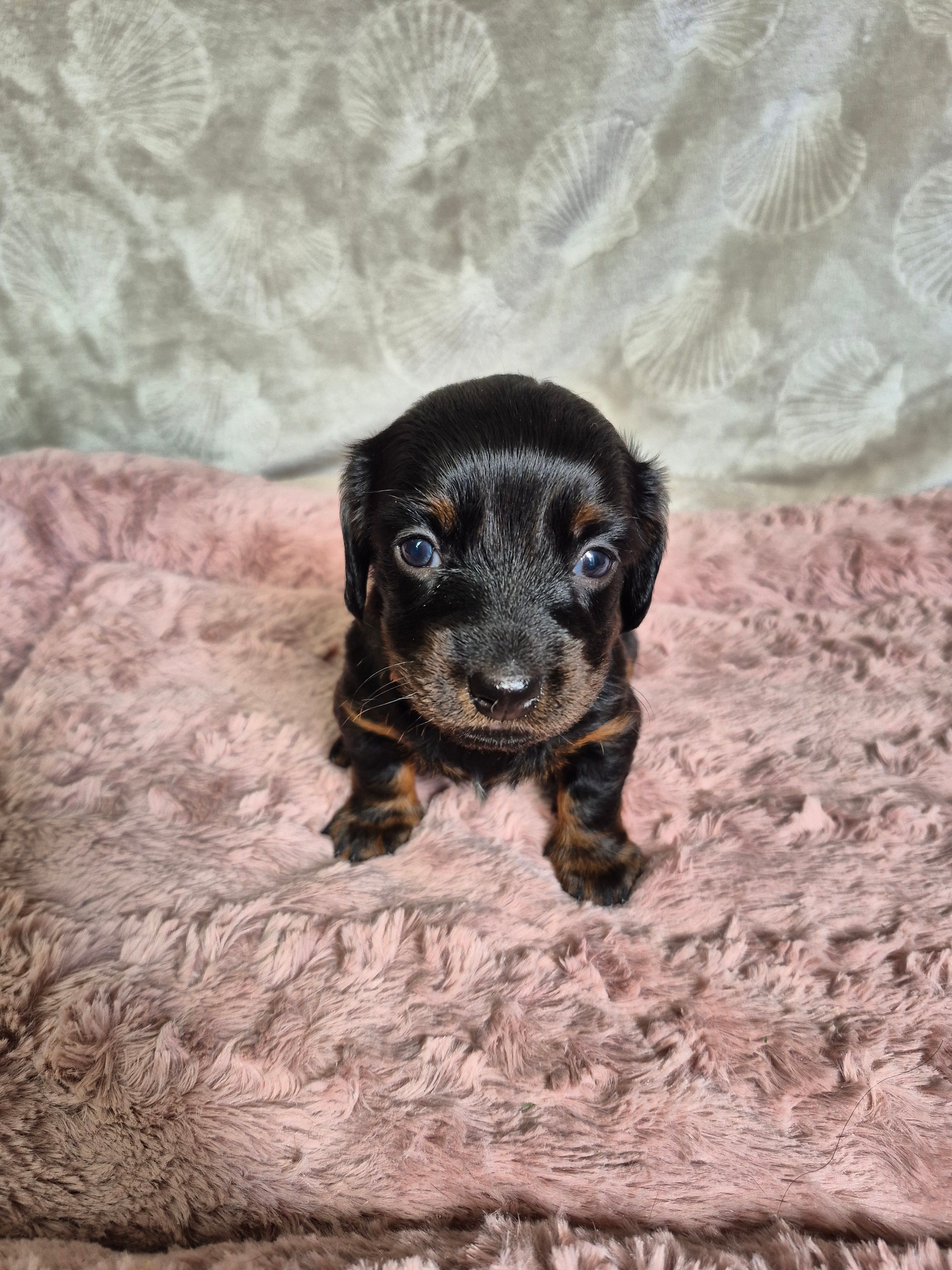 Female 2 longhair  – Miniature Dachshund puppy for sale in Charlotte, NC