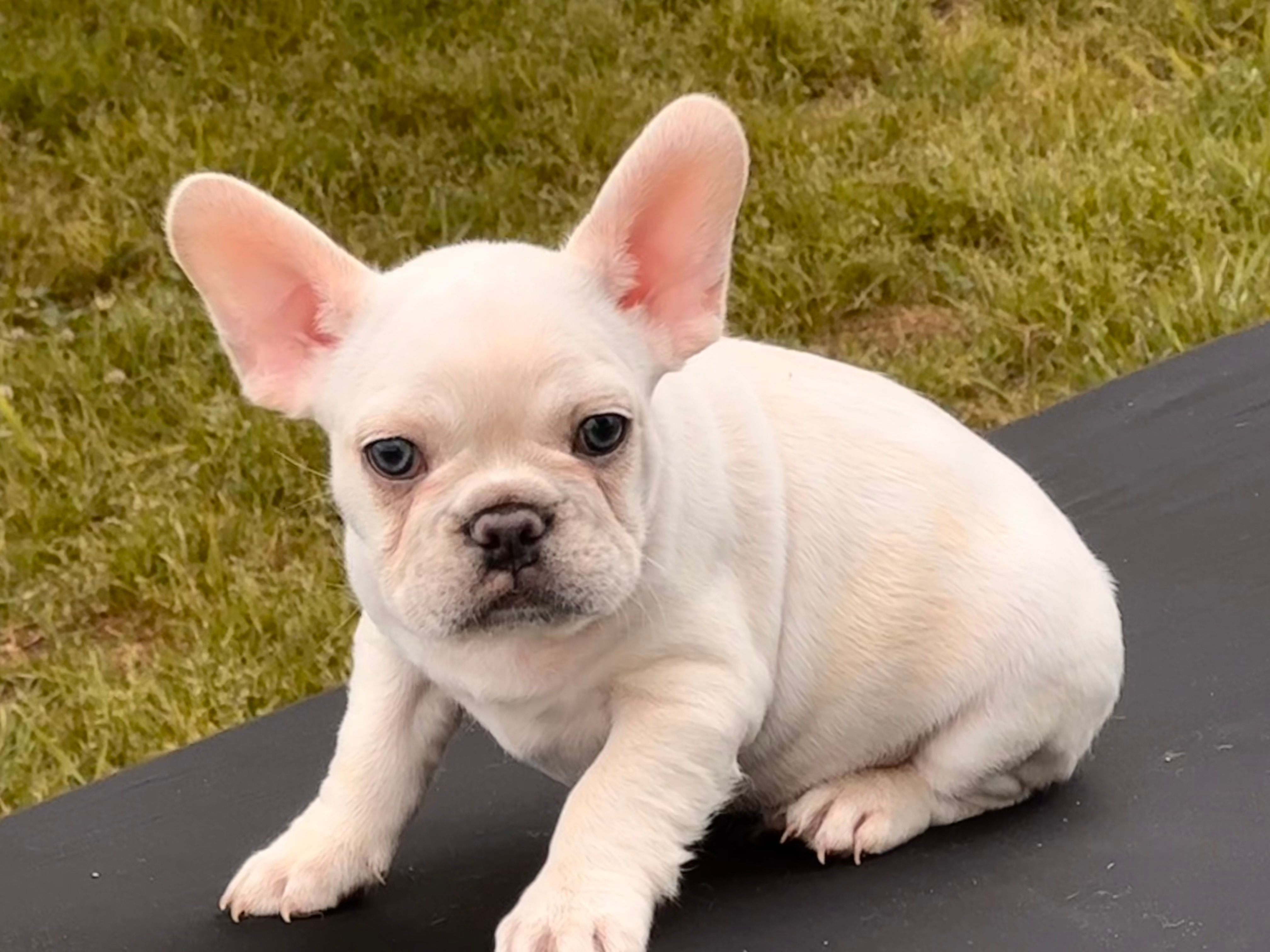 Polar  – French Bulldog puppy for sale in Checotah, OK