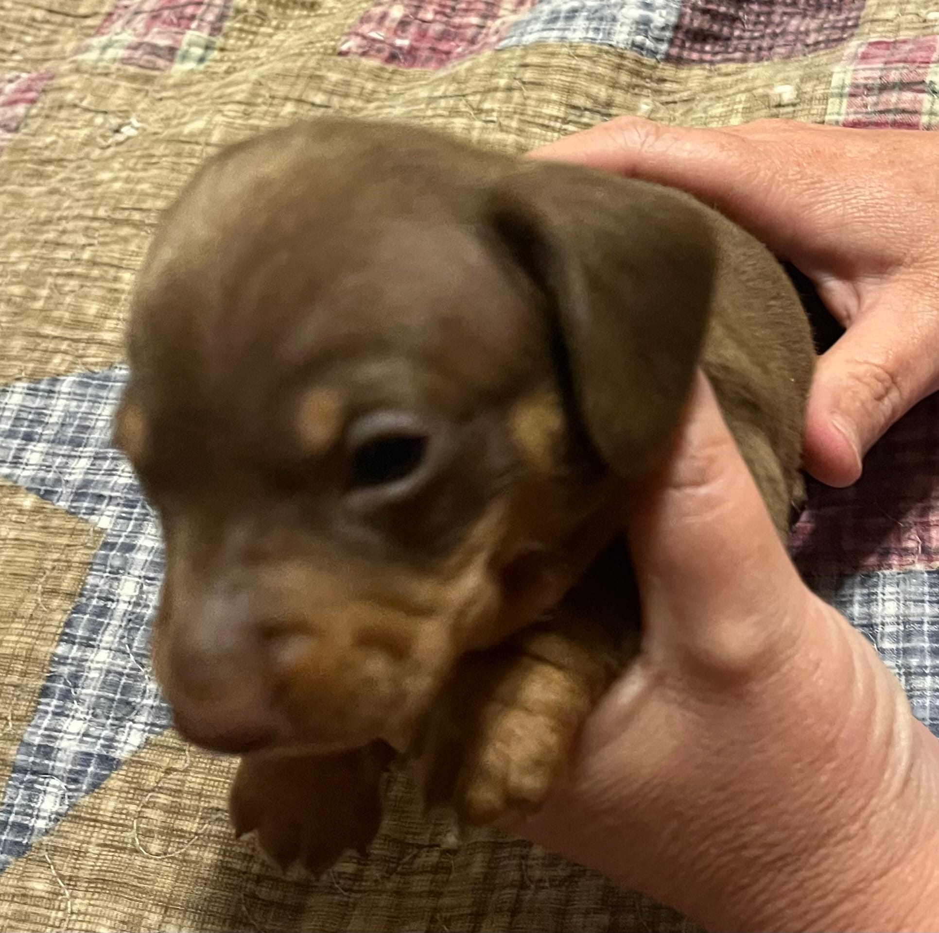 Brown/Tan Boy – Miniature Dachshund puppy for sale in Greeneville, TN