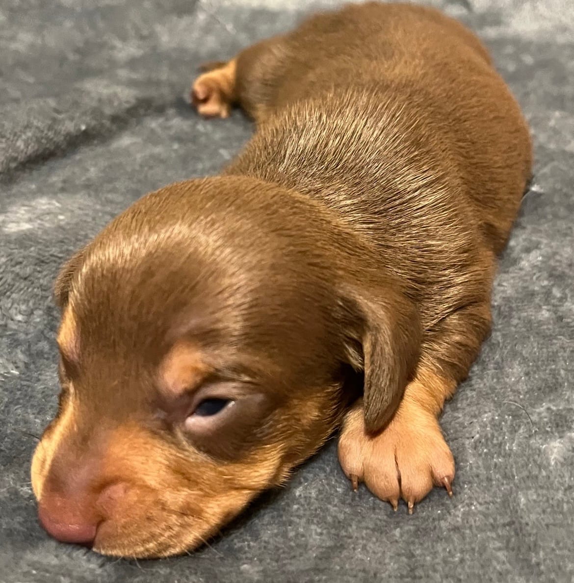 Brown/Tan Boy – Miniature Dachshund puppy for sale in Greeneville, TN