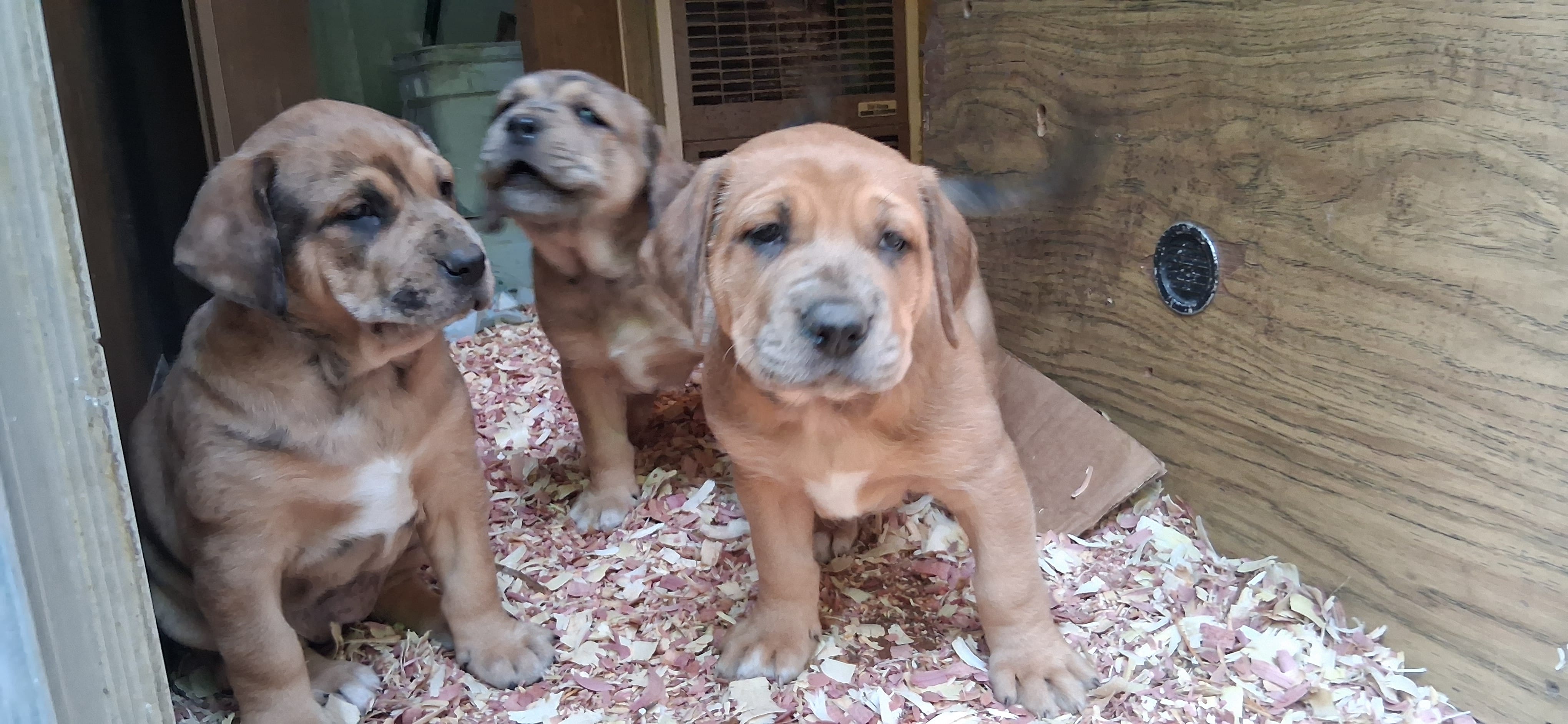 Susie – Catahoula Leopard Dog, Fila Brasileiro puppy for sale in Colville, WA